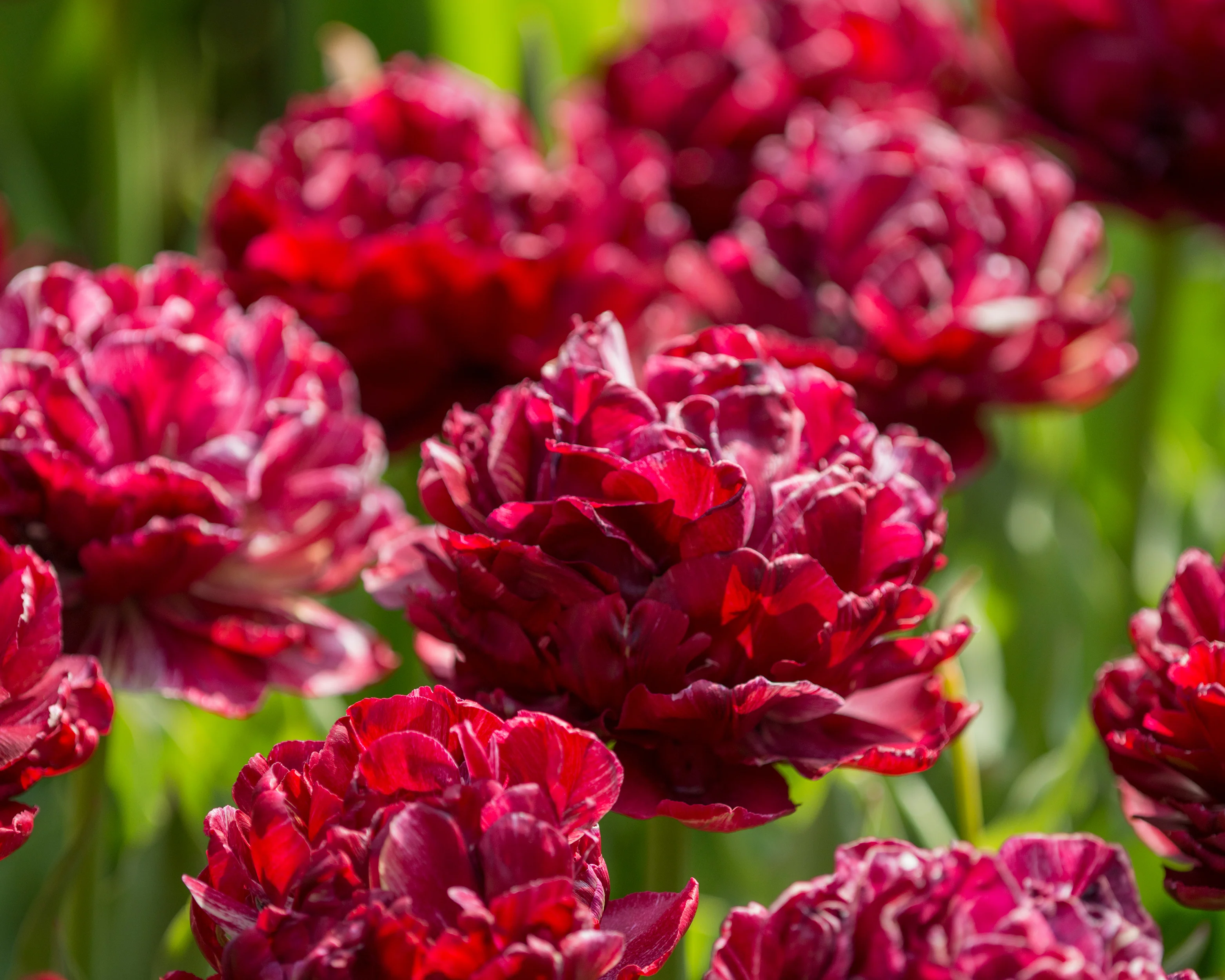 Tulip 'Nachtwacht' - Image 11