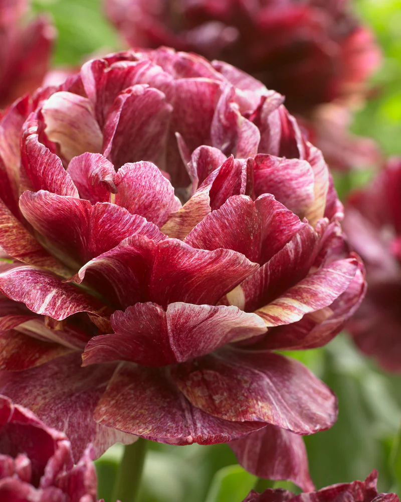 Tulip 'Nachtwacht' - Image 3