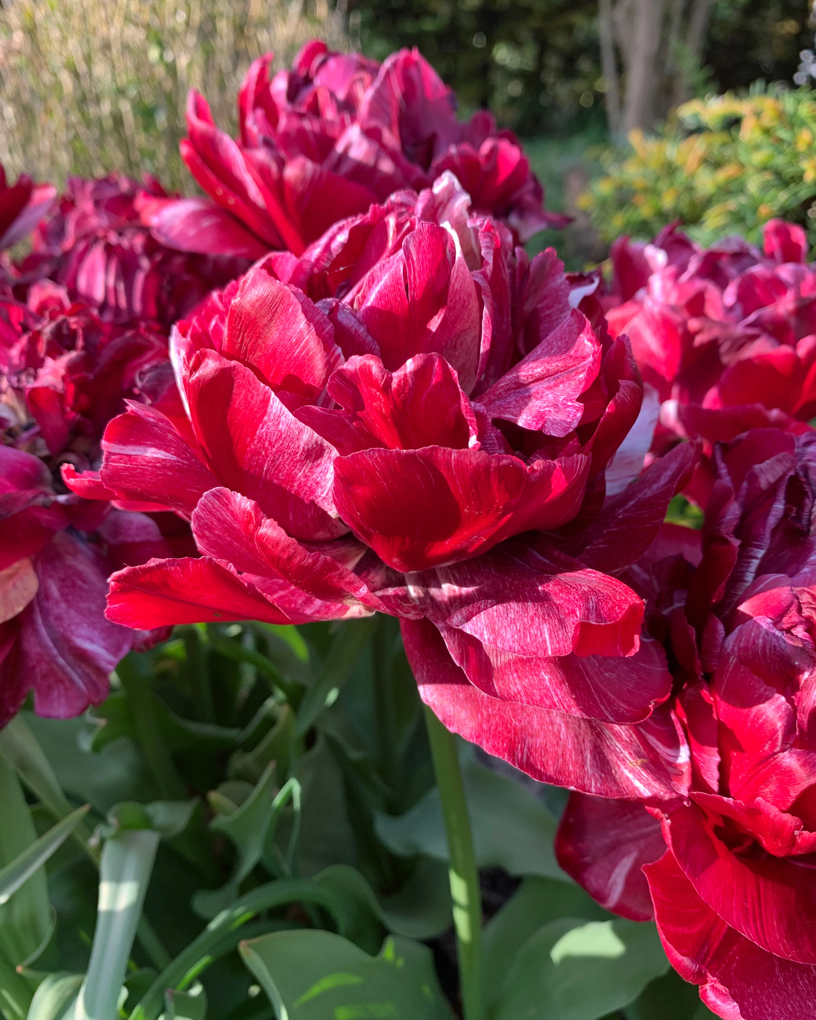 Tulip 'Nachtwacht' - Image 4