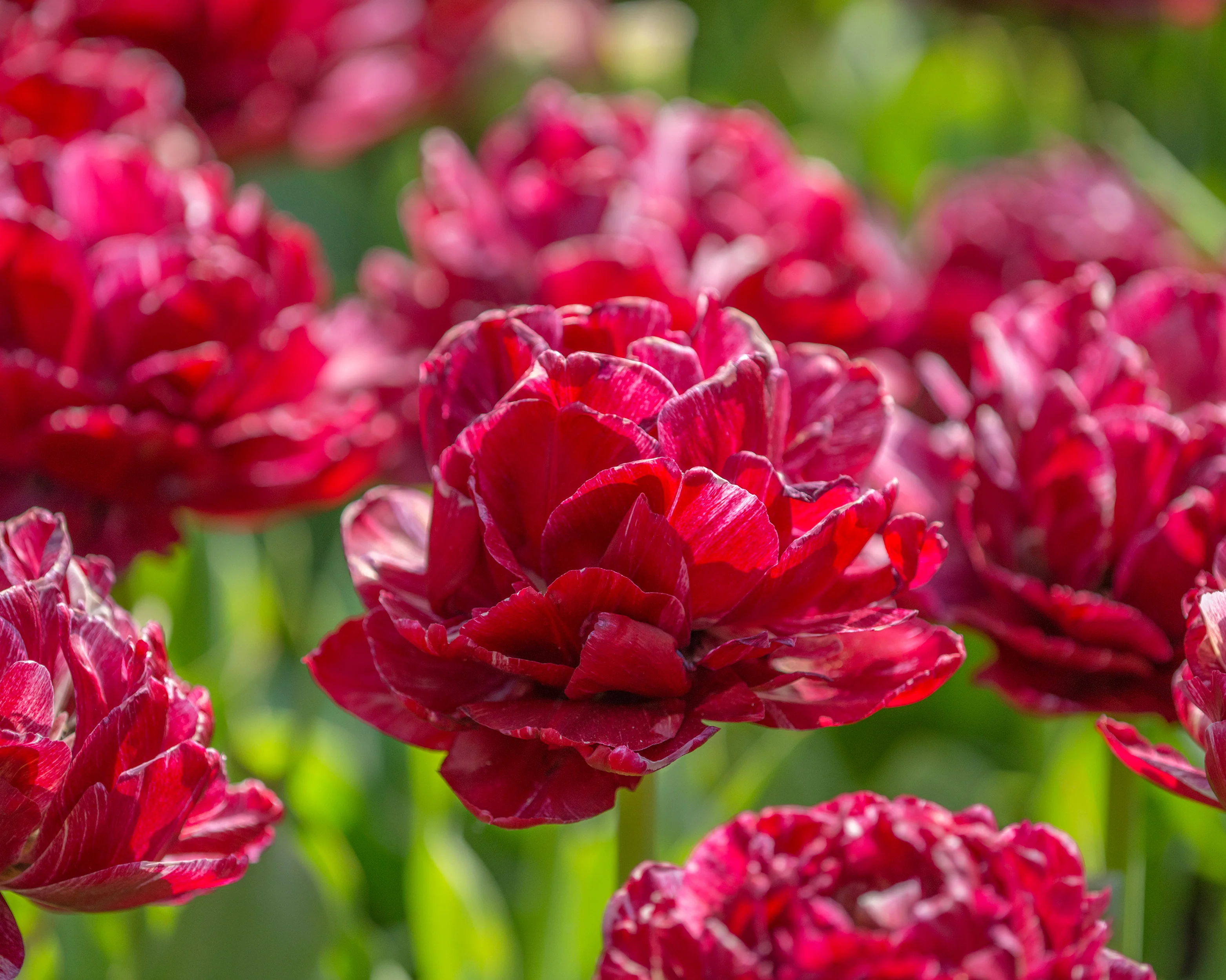 Tulip 'Nachtwacht' - Image 9