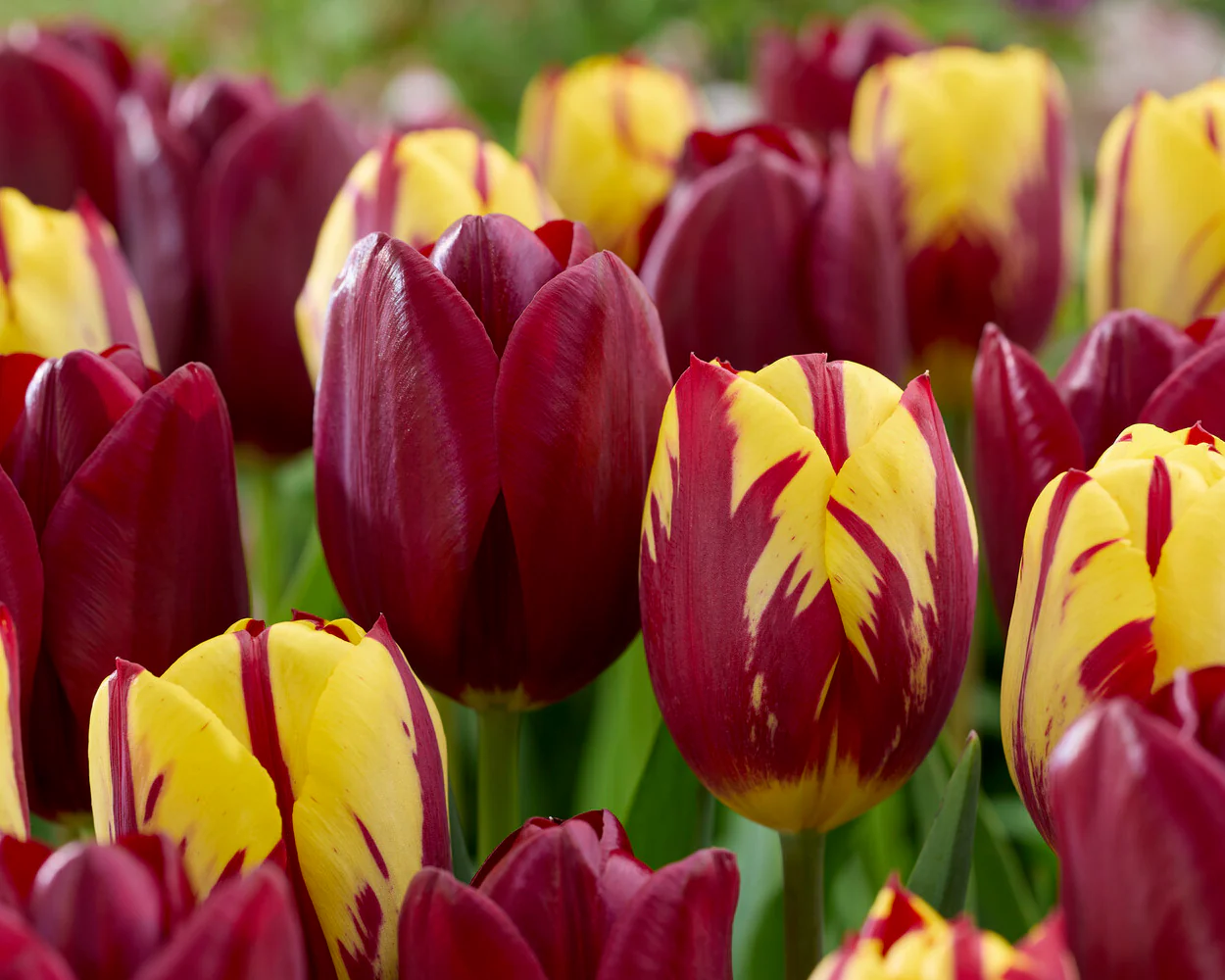 Tulip 'National Velvet' - Image 10