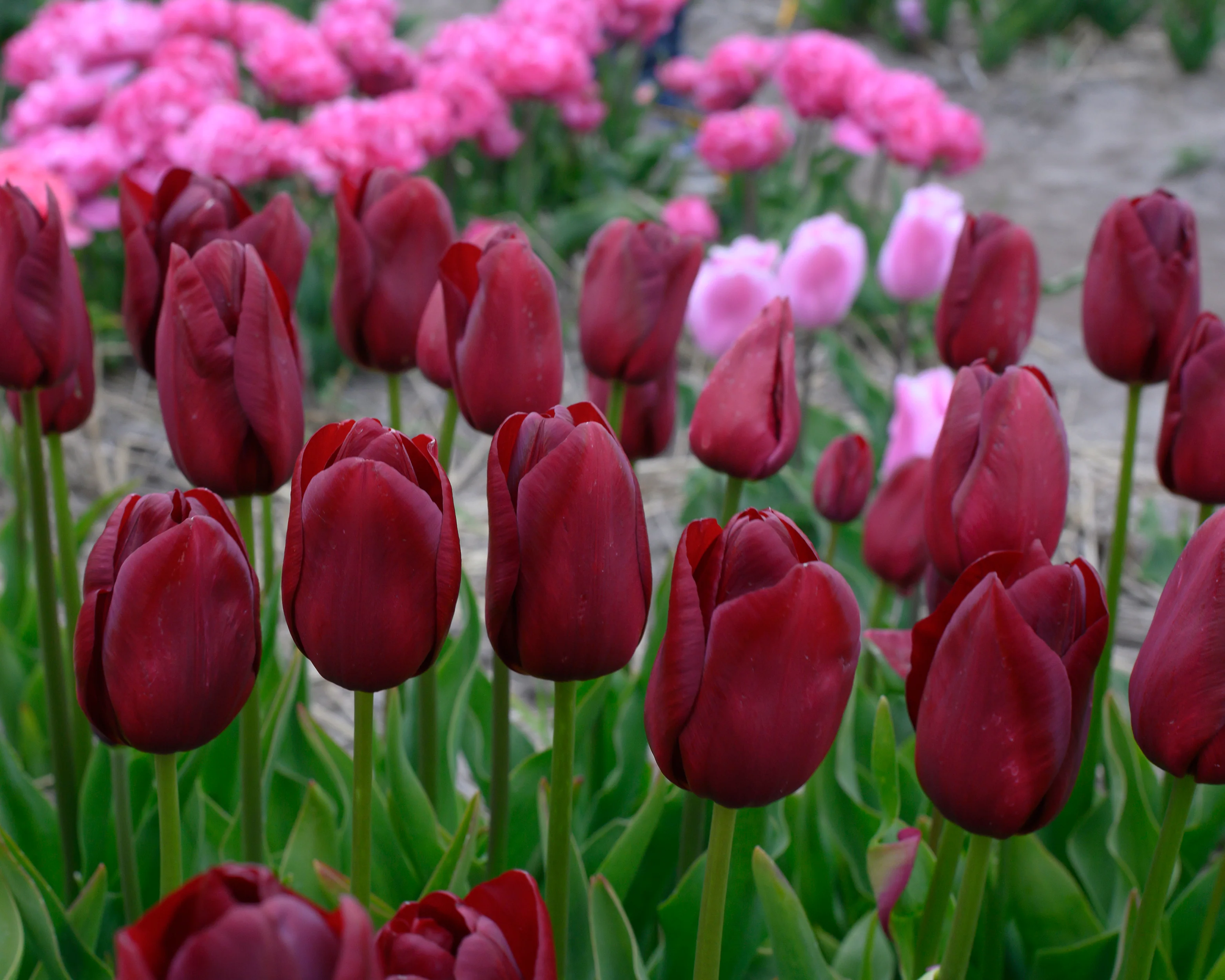 Tulip 'National Velvet' - Image 2