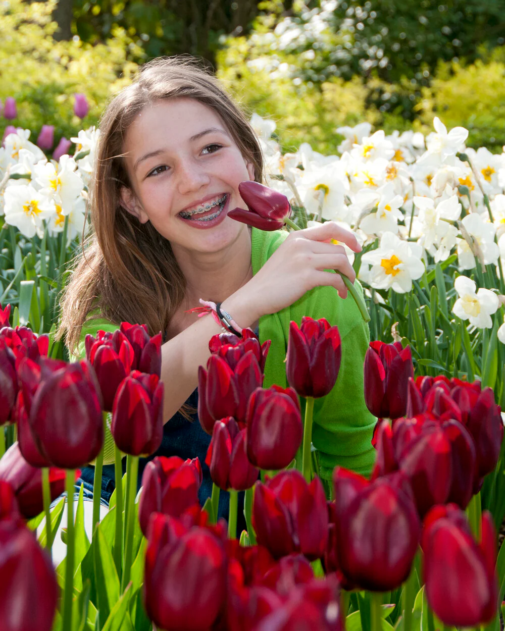 Tulip 'National Velvet' - Image 7