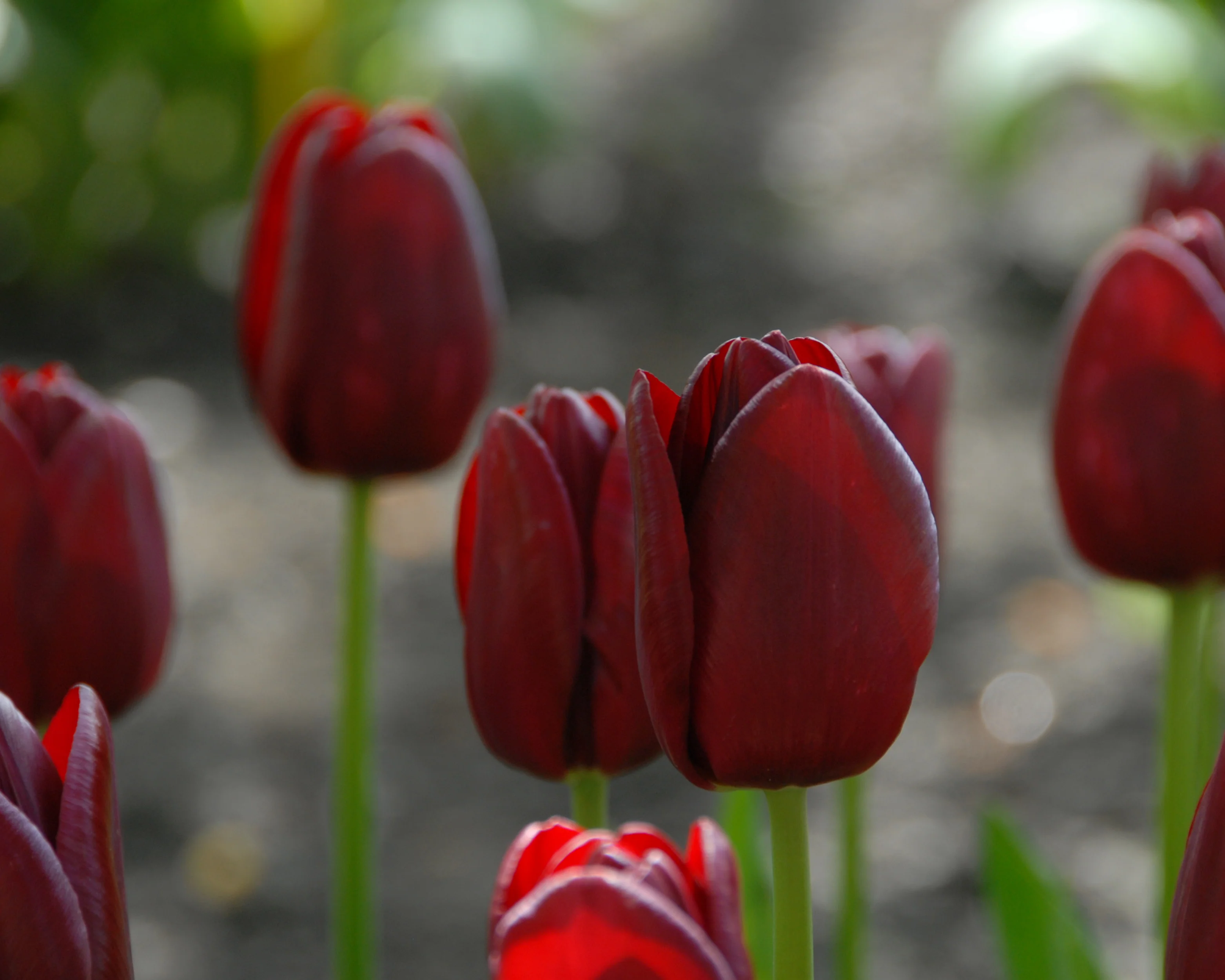Tulip 'National Velvet' - Image 9