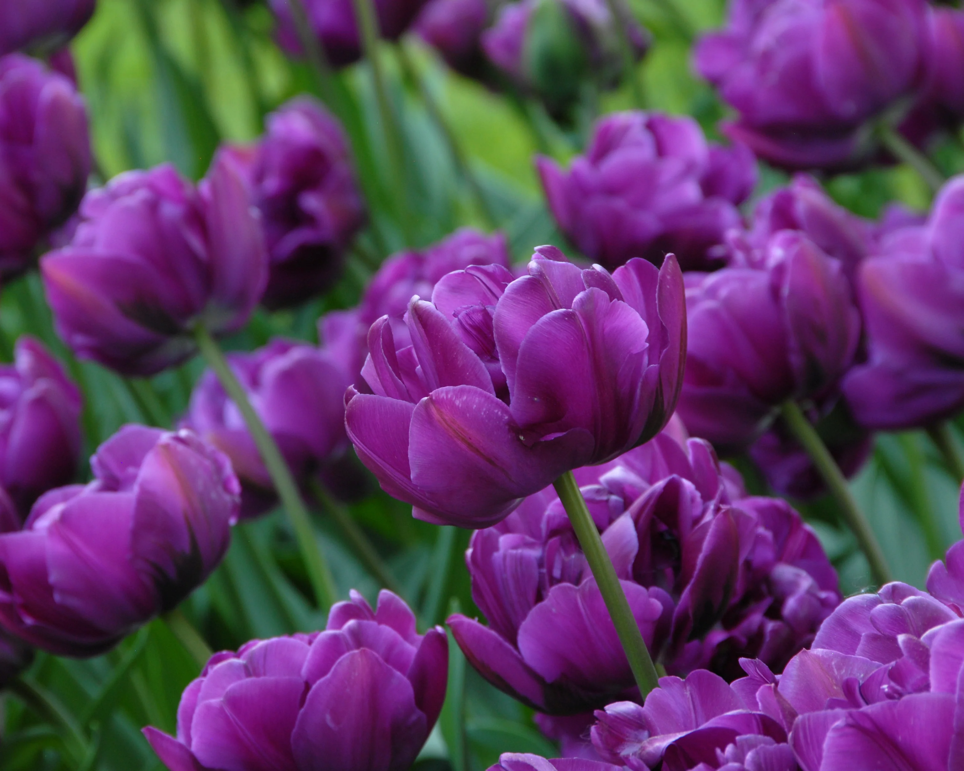 Tulip 'Negrita Double' - Image 10