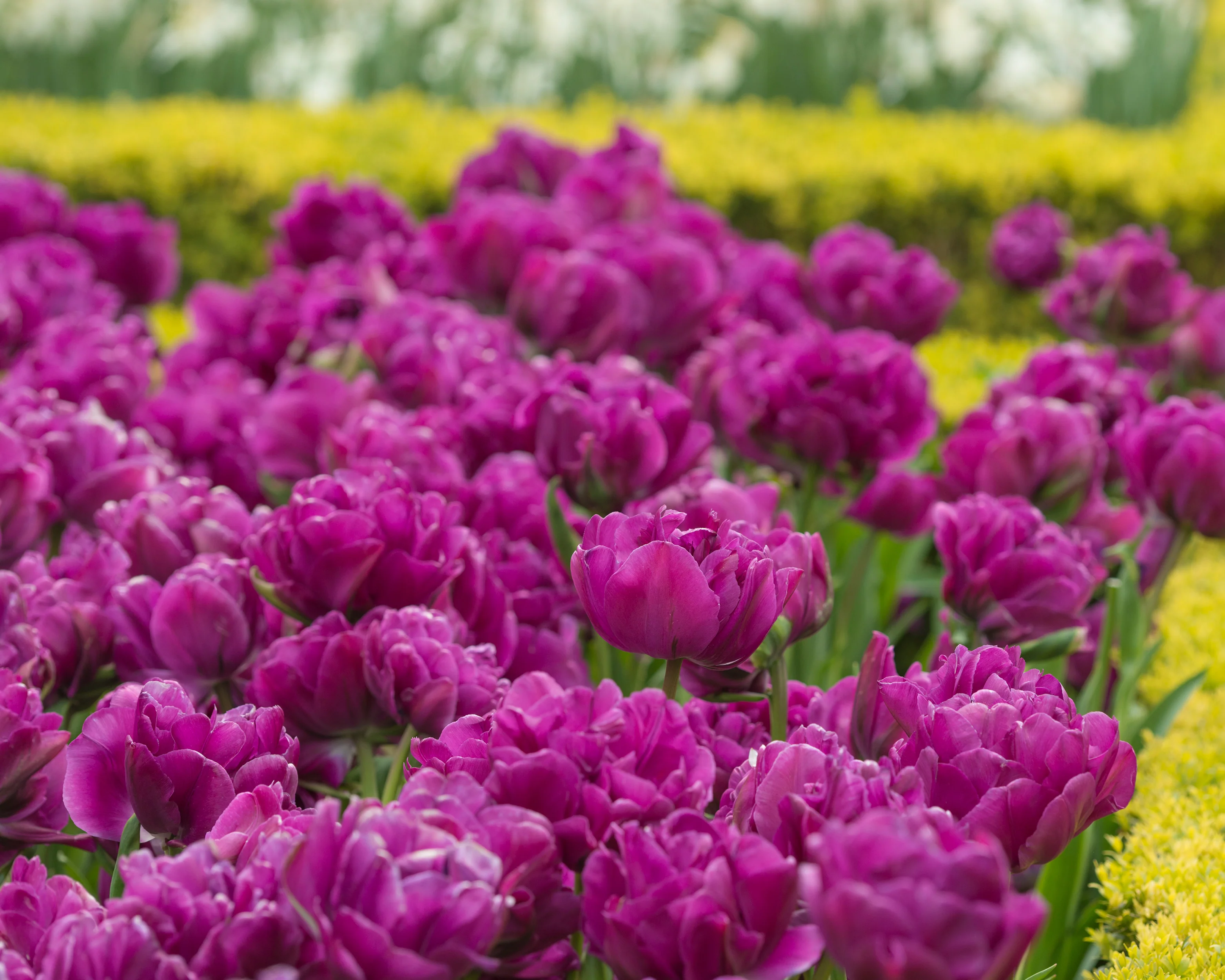 Tulip 'Negrita Double' - Image 5
