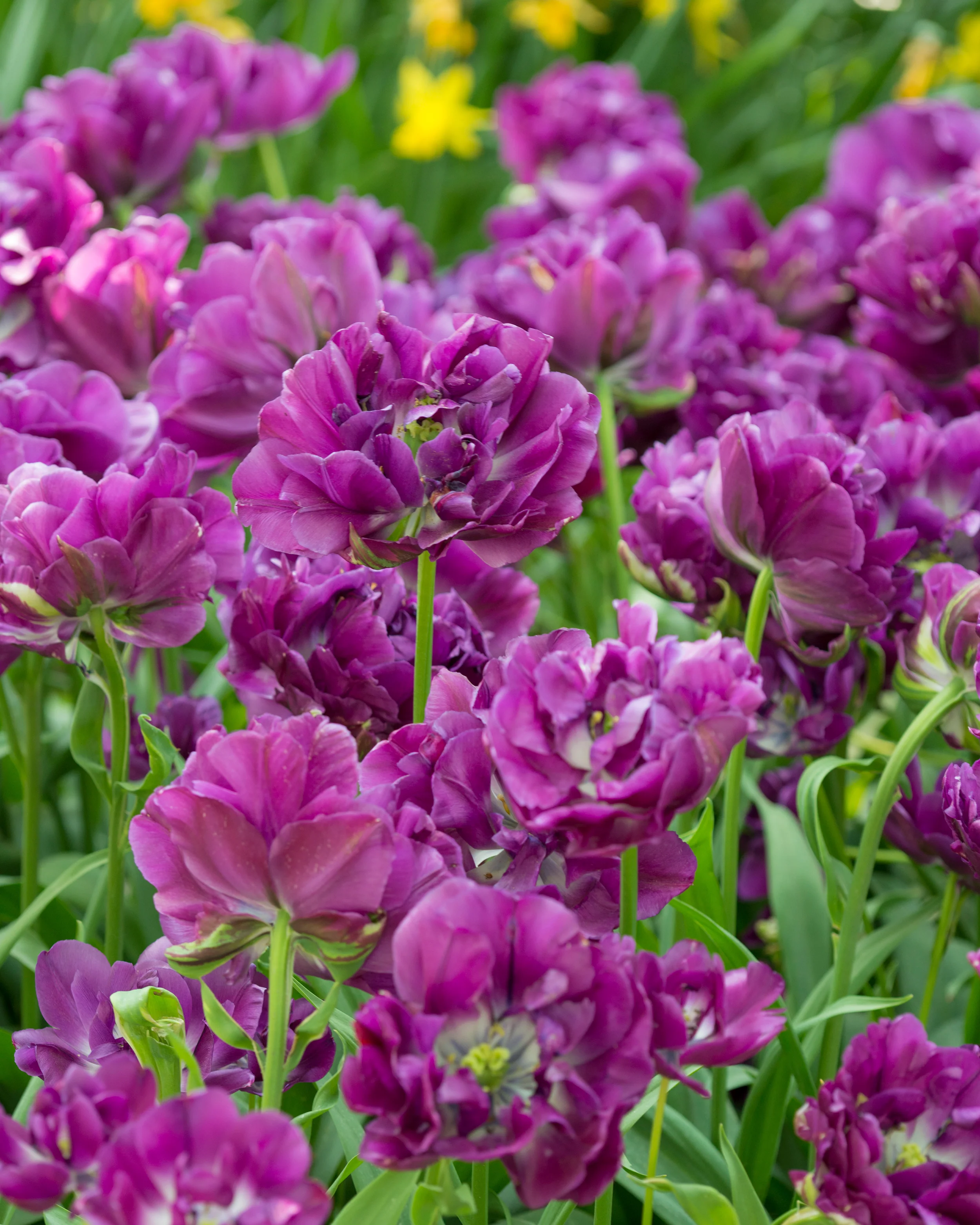 Tulip 'Negrita Double' - Image 6