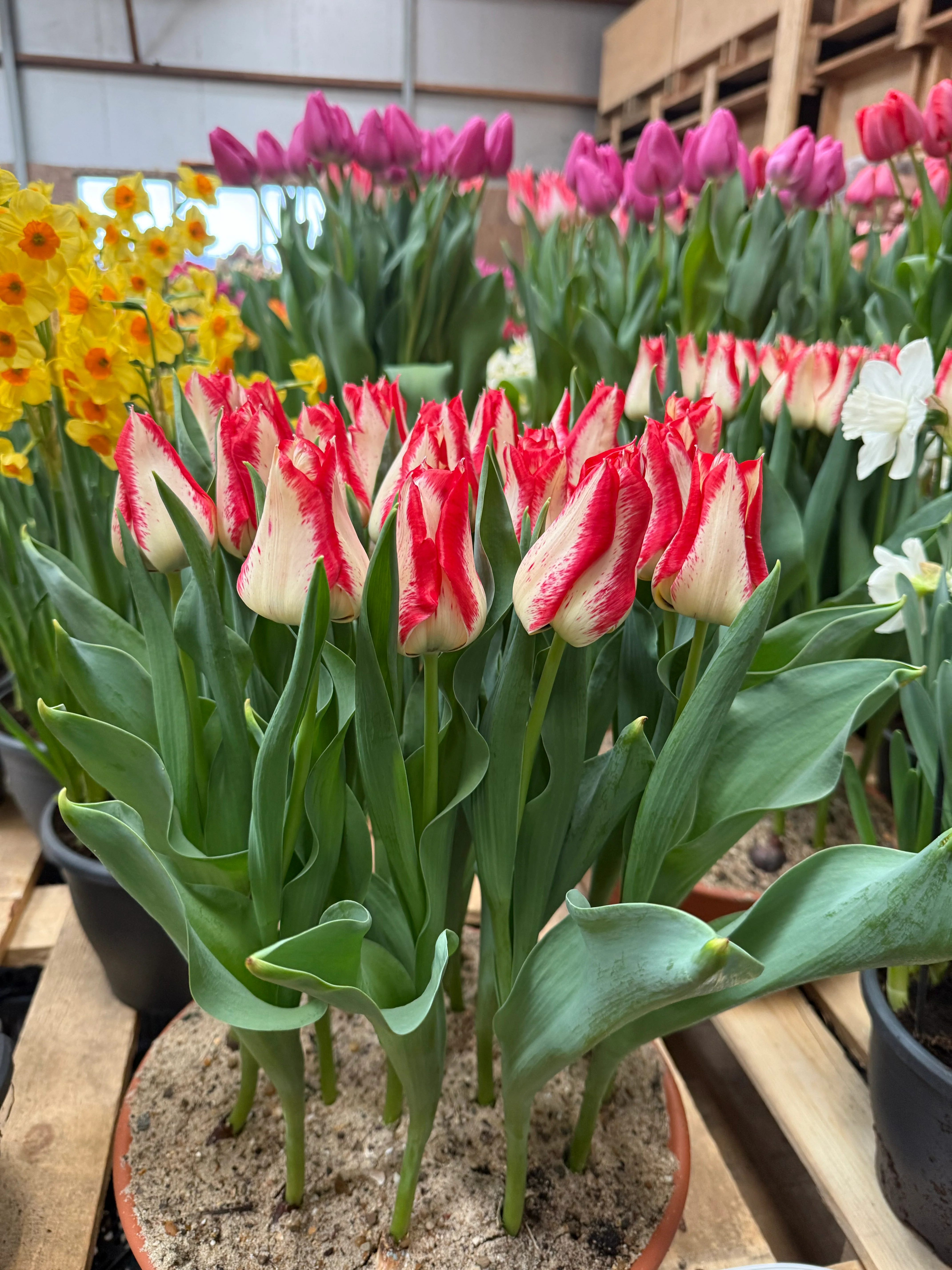 Tulip 'Nemo' - Image 10