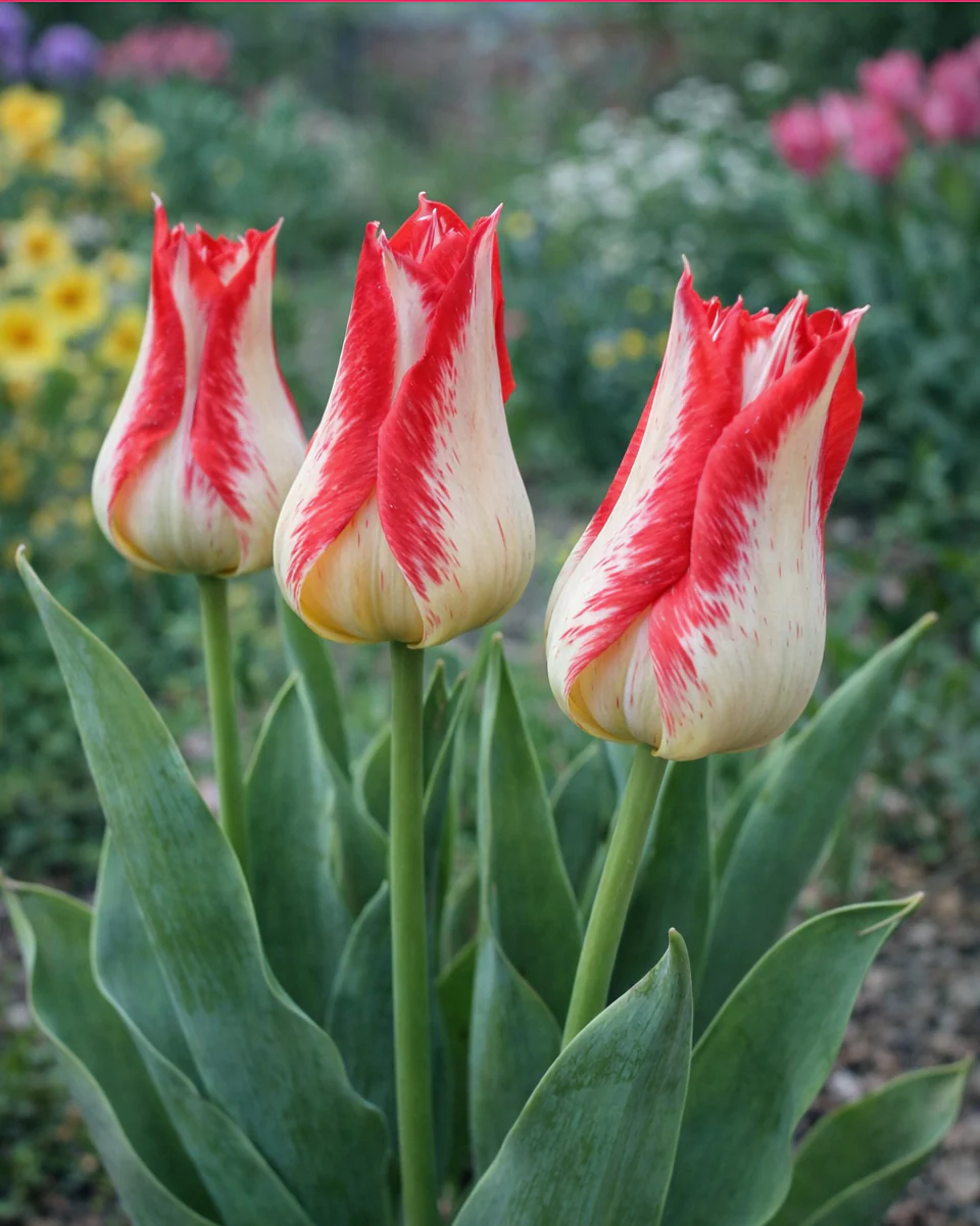 Tulip 'Nemo' - Image 2