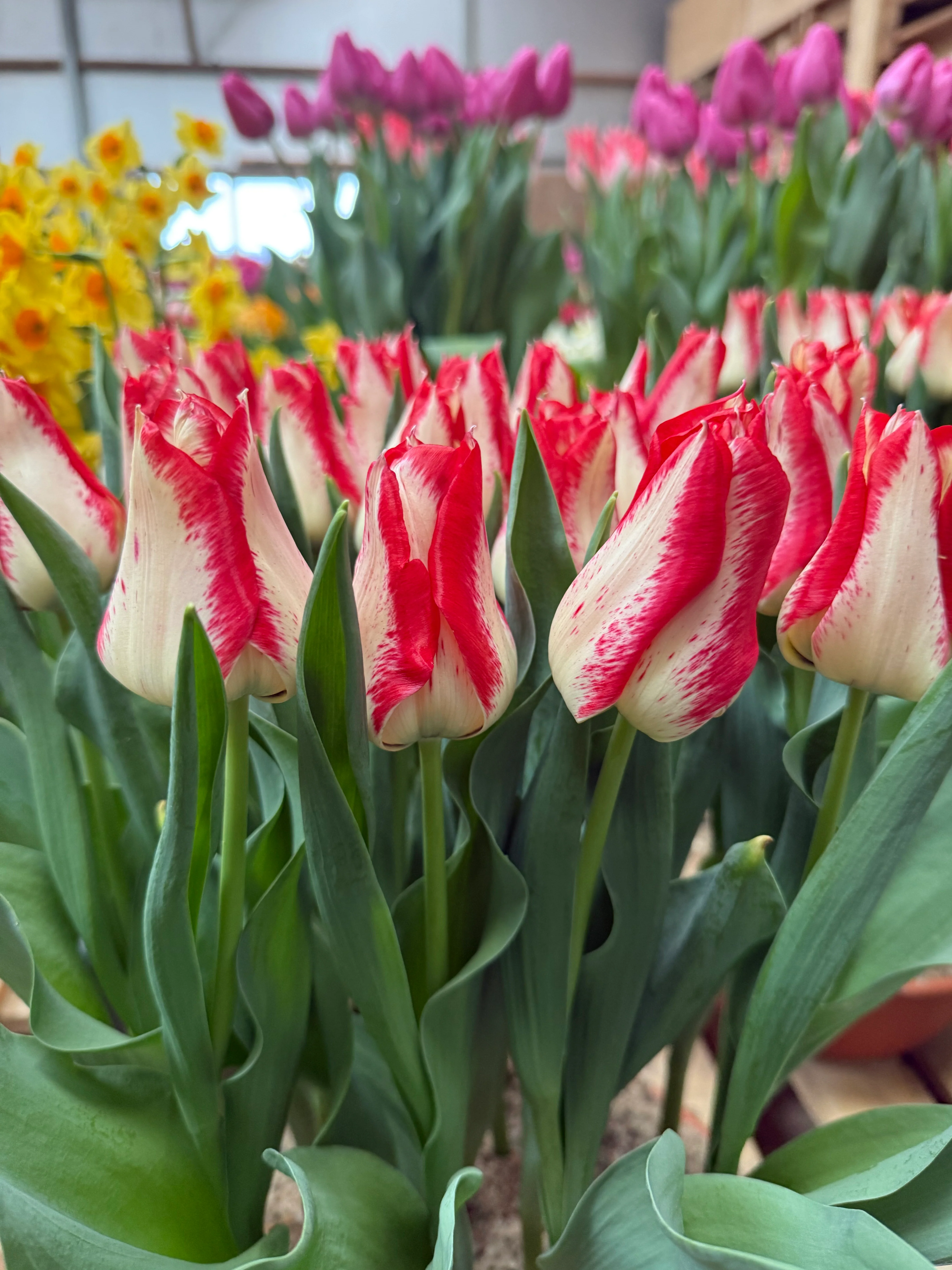 Tulip 'Nemo' - Image 4