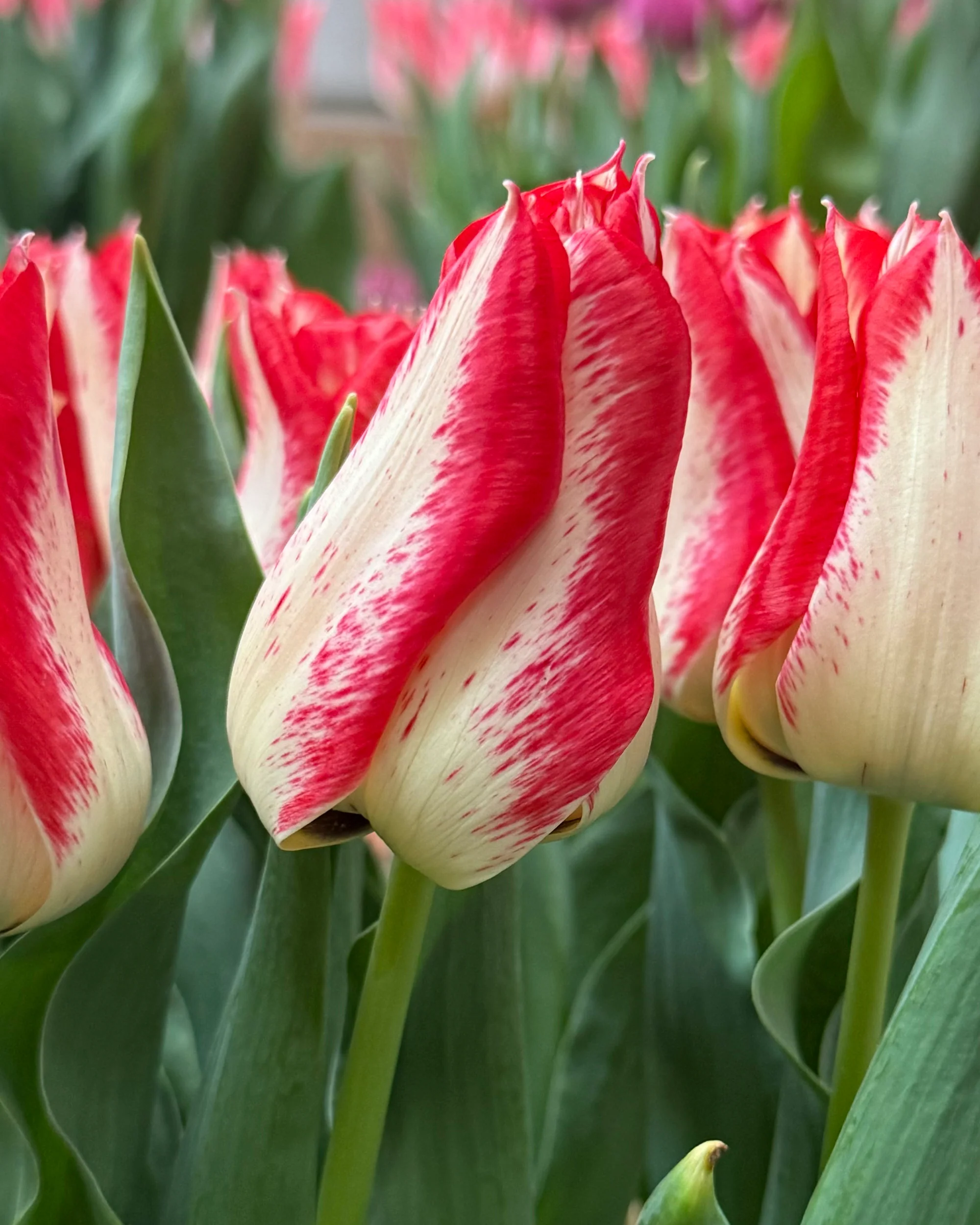 Tulip 'Nemo' - Image 5