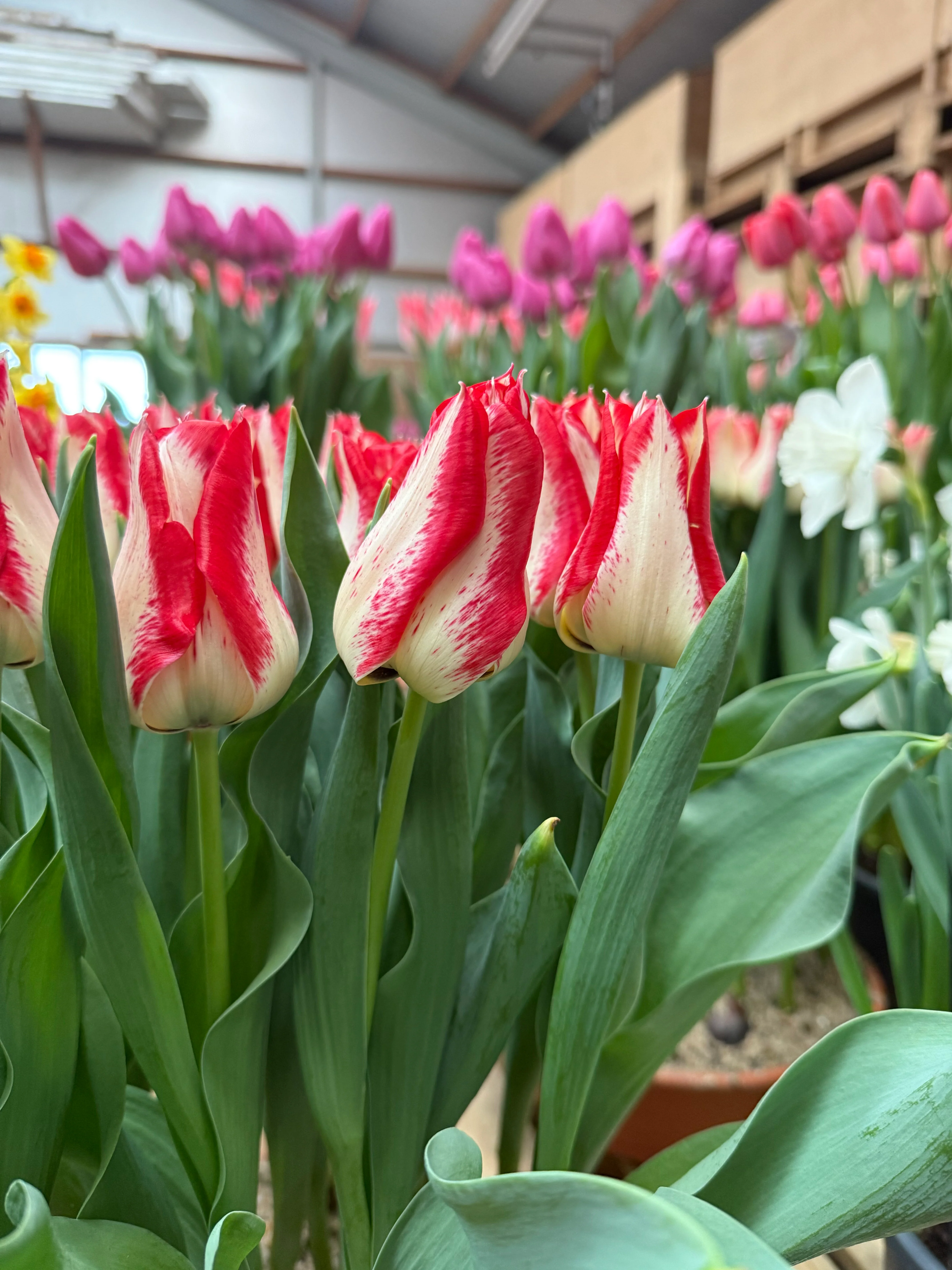 Tulip 'Nemo' - Image 6
