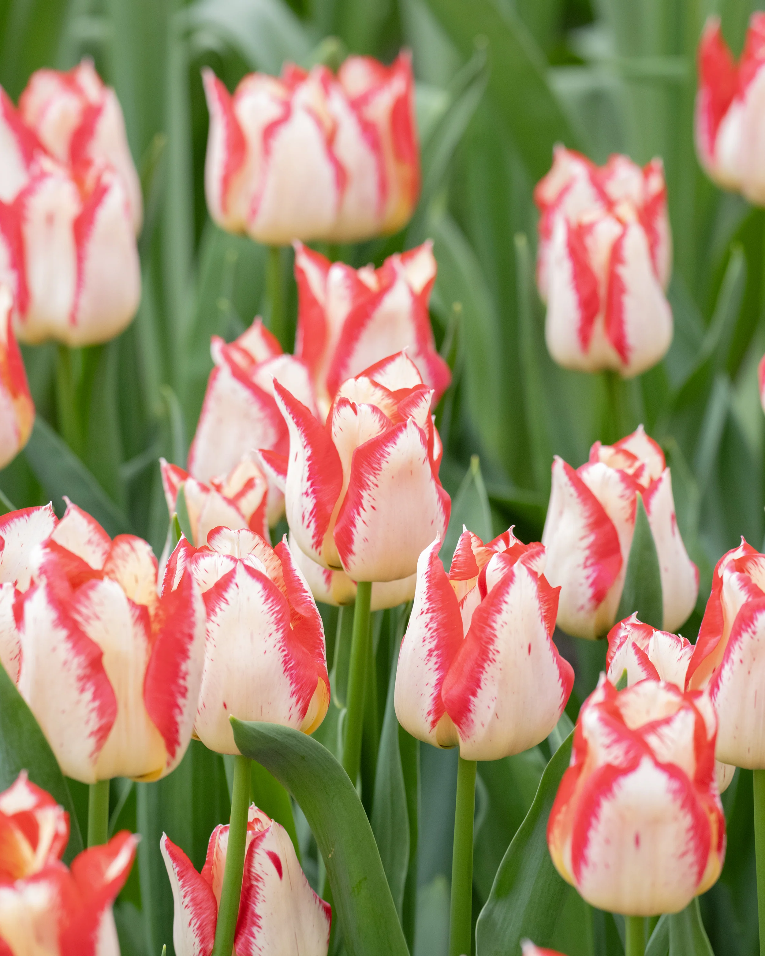 Tulip 'Nemo' - Image 9