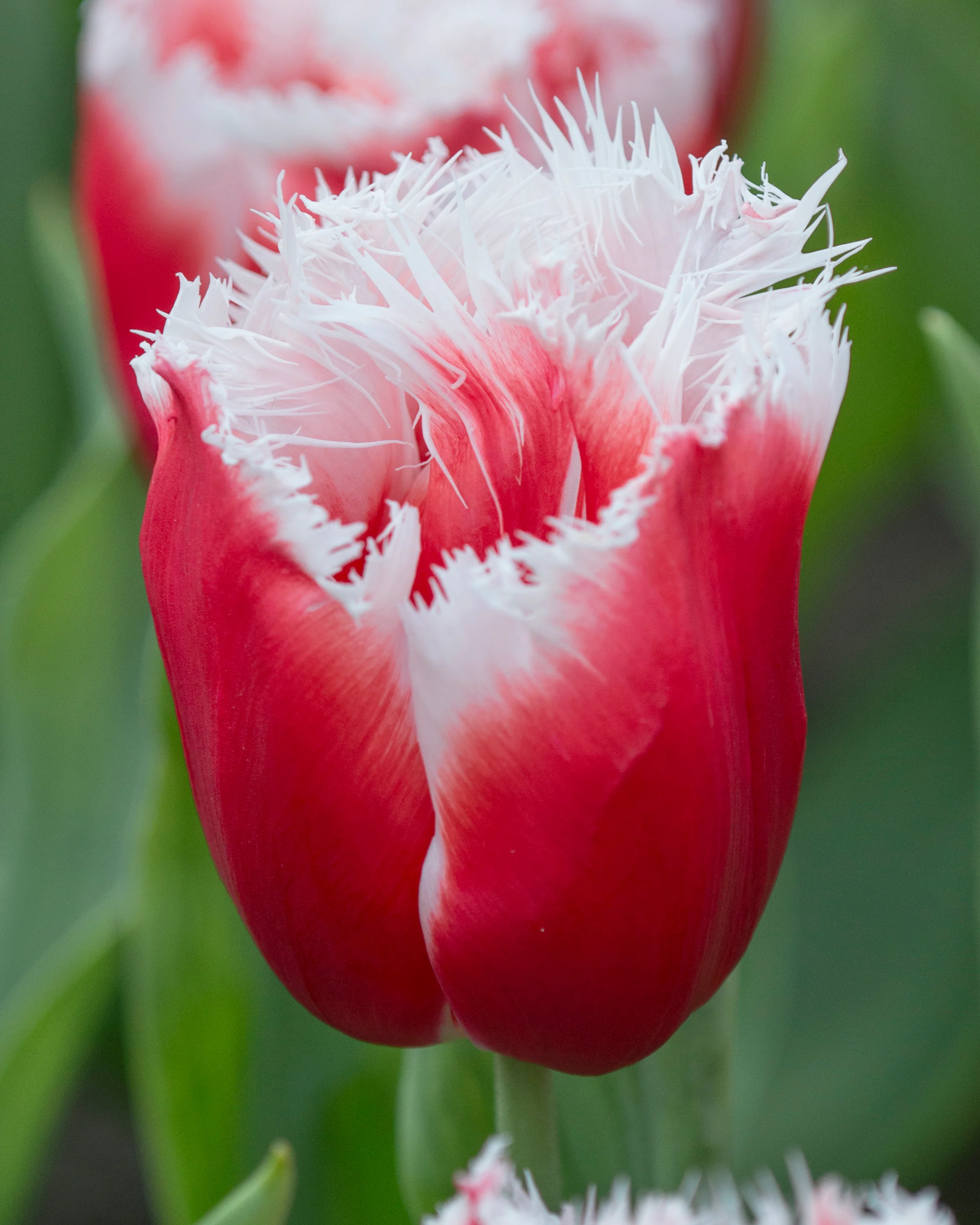 Tulip 'New Santa' - Image 2