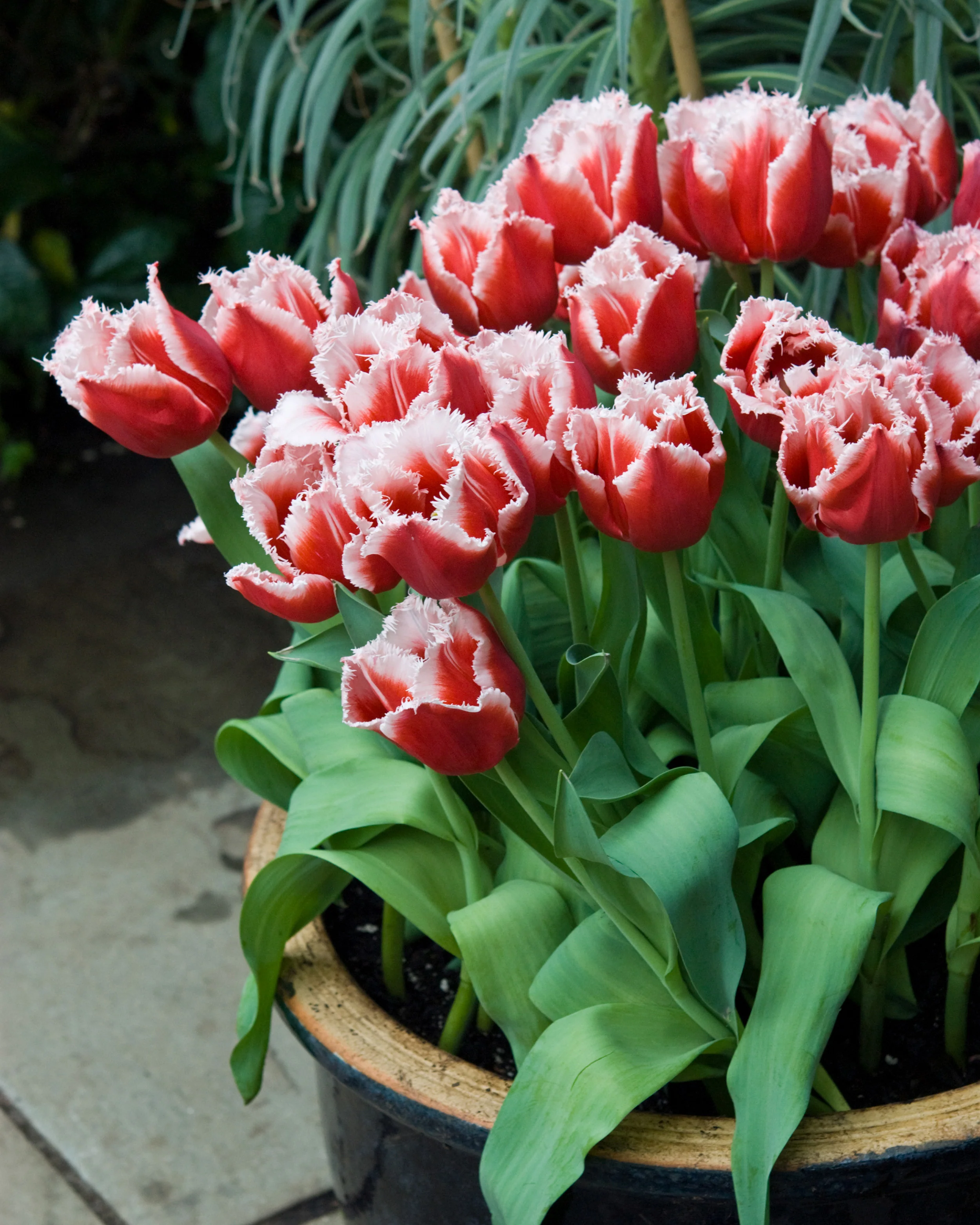 Tulip 'New Santa' - Image 3