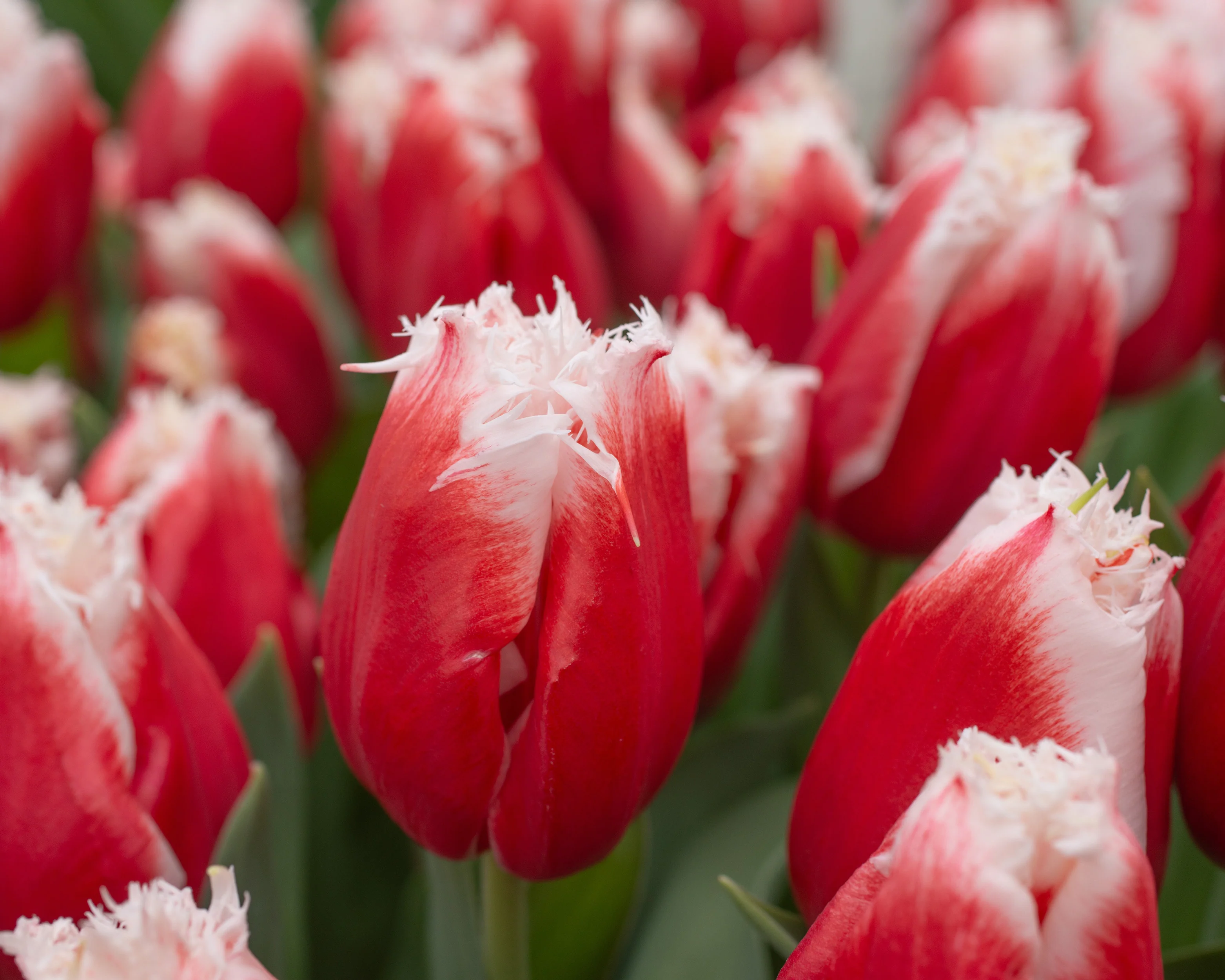 Tulip 'New Santa' - Image 4