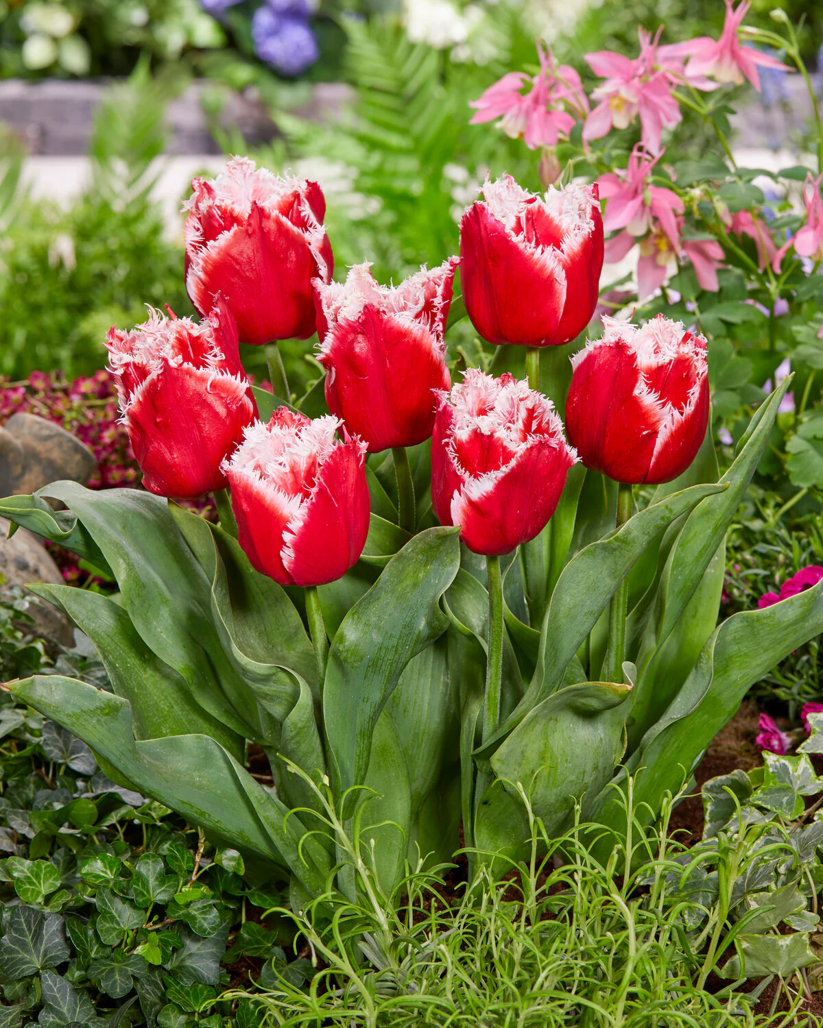 Tulip 'New Santa' - Image 5