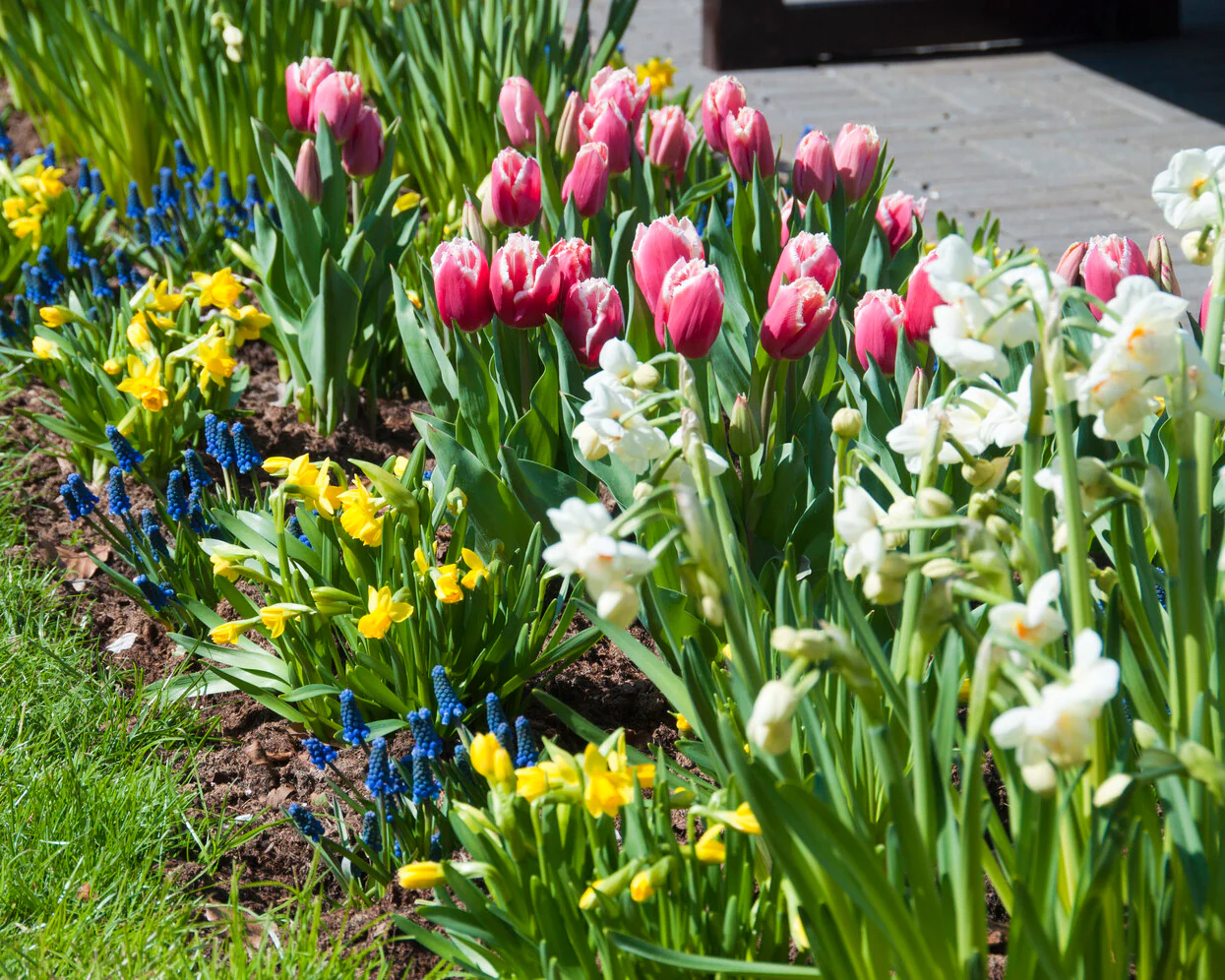Tulip 'New Santa' - Image 7