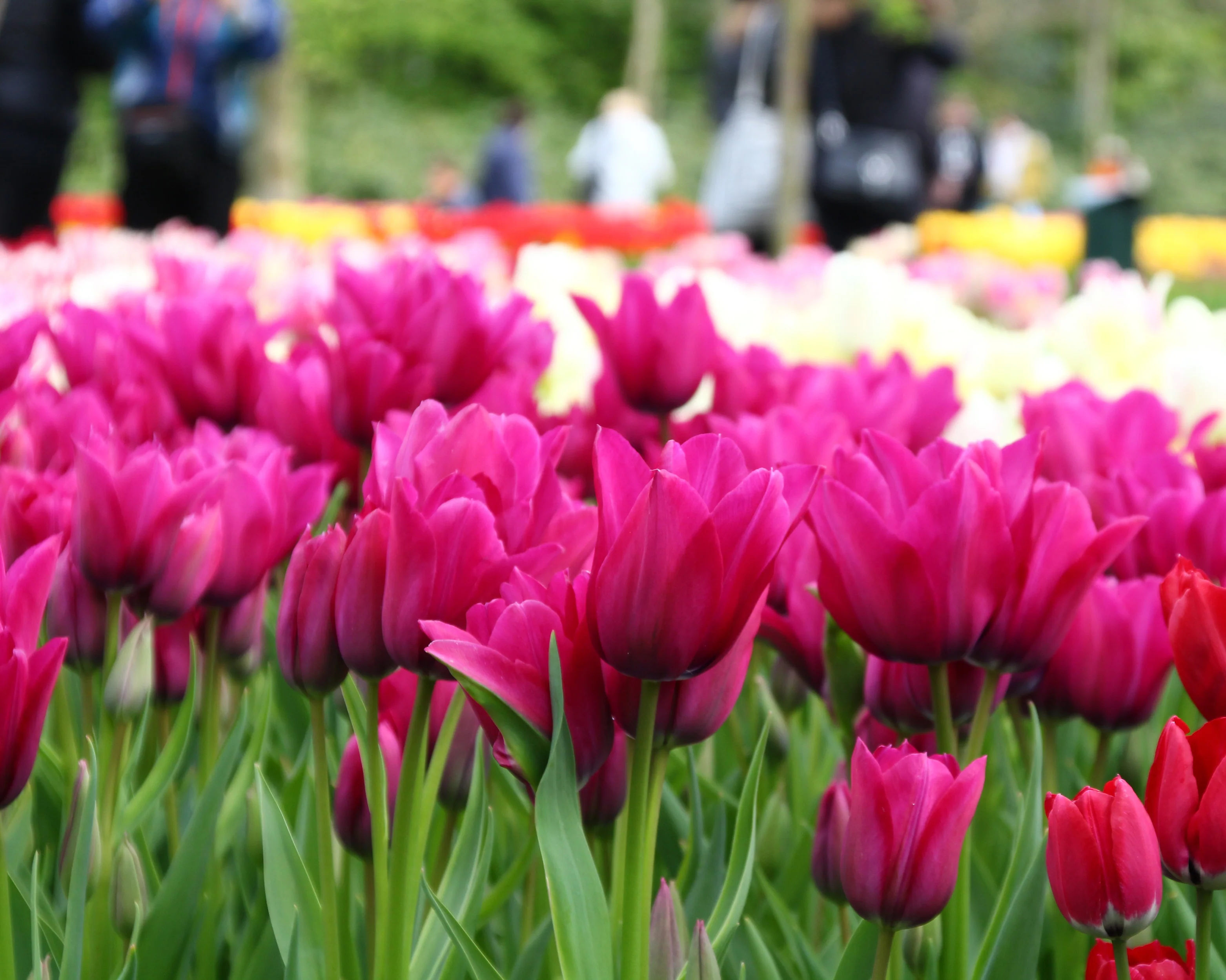 Tulip 'Night Club' - Image 2