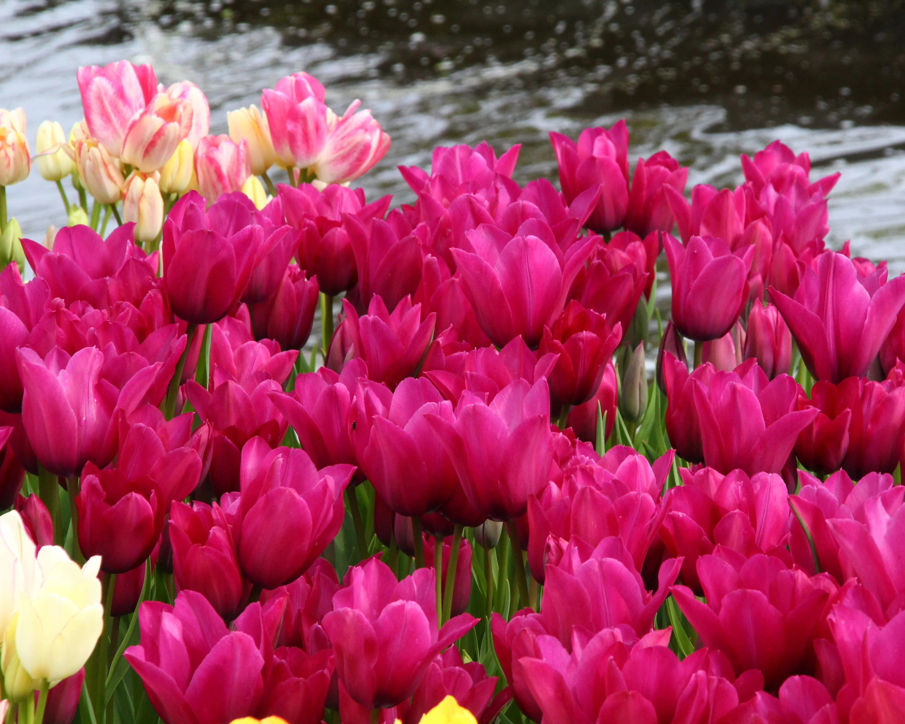 Tulip 'Night Club' - Image 3