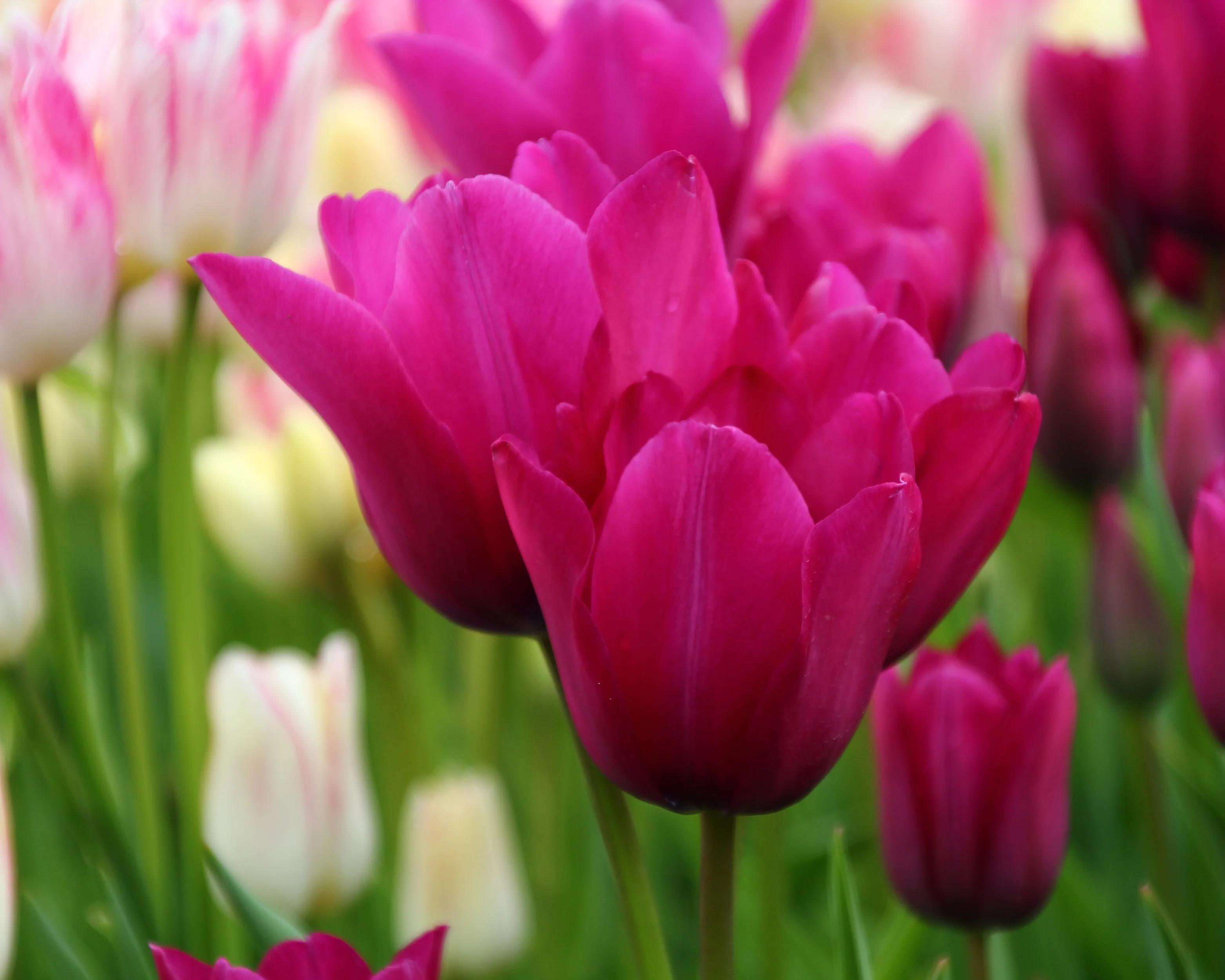 Tulip 'Night Club' - Image 4