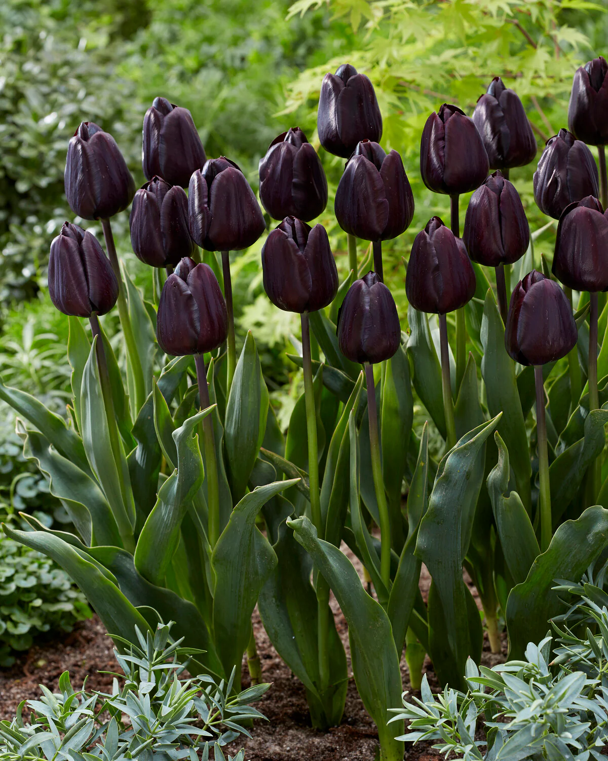 Tulip 'Nightmare' - Image 10