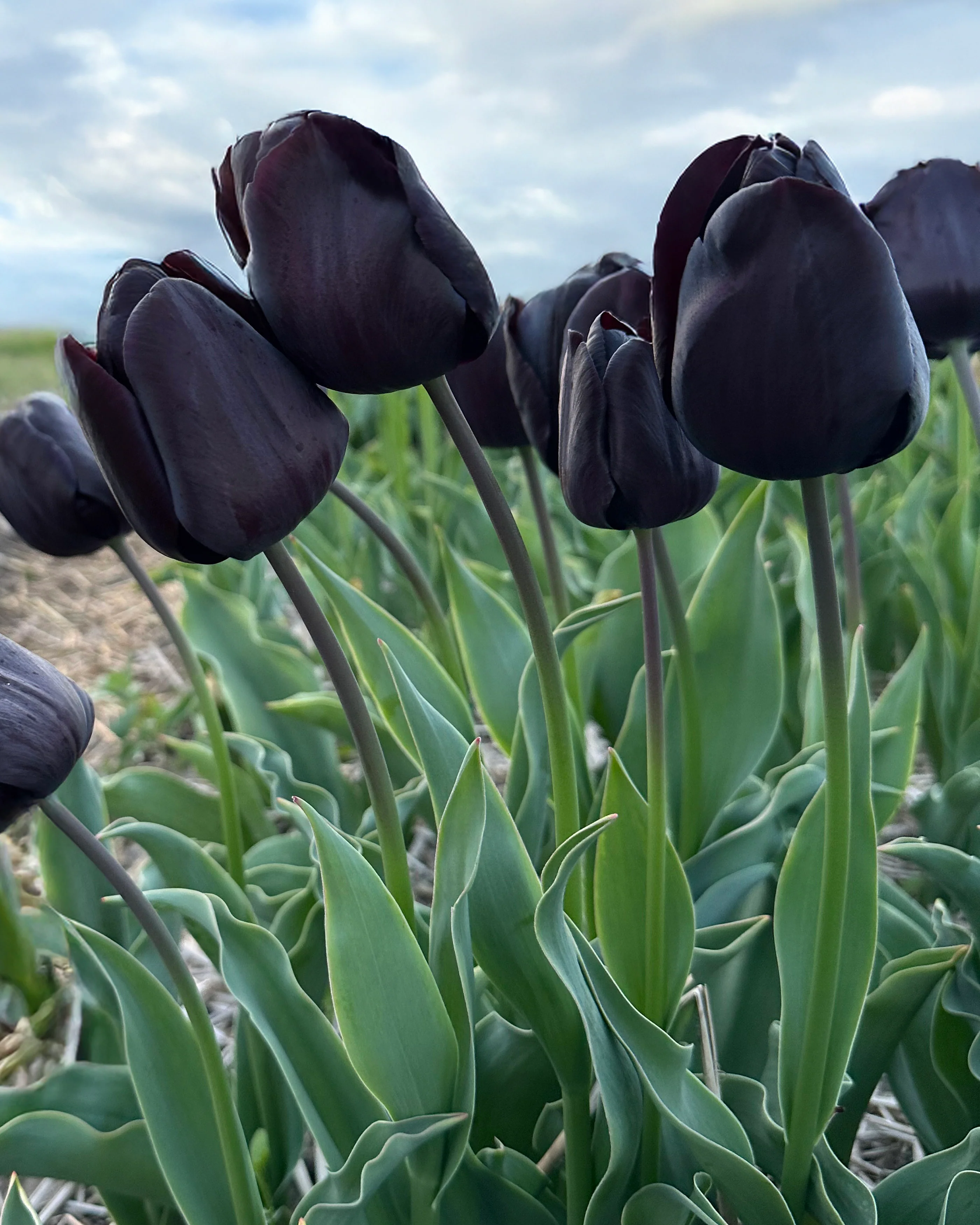 Tulip 'Nightmare' - Image 4