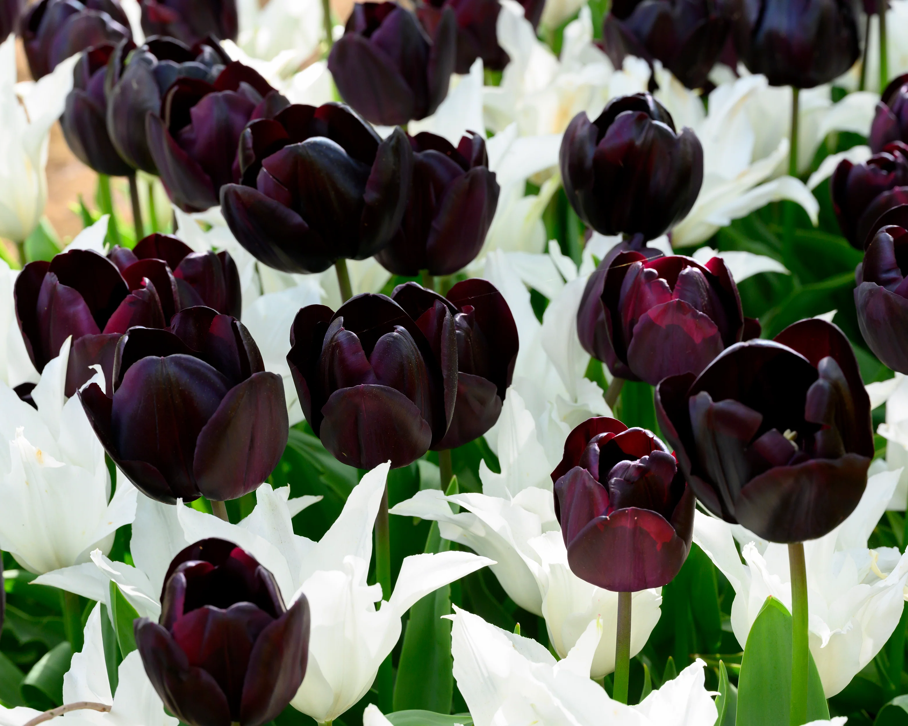 Tulip 'Nightmare' - Image 5