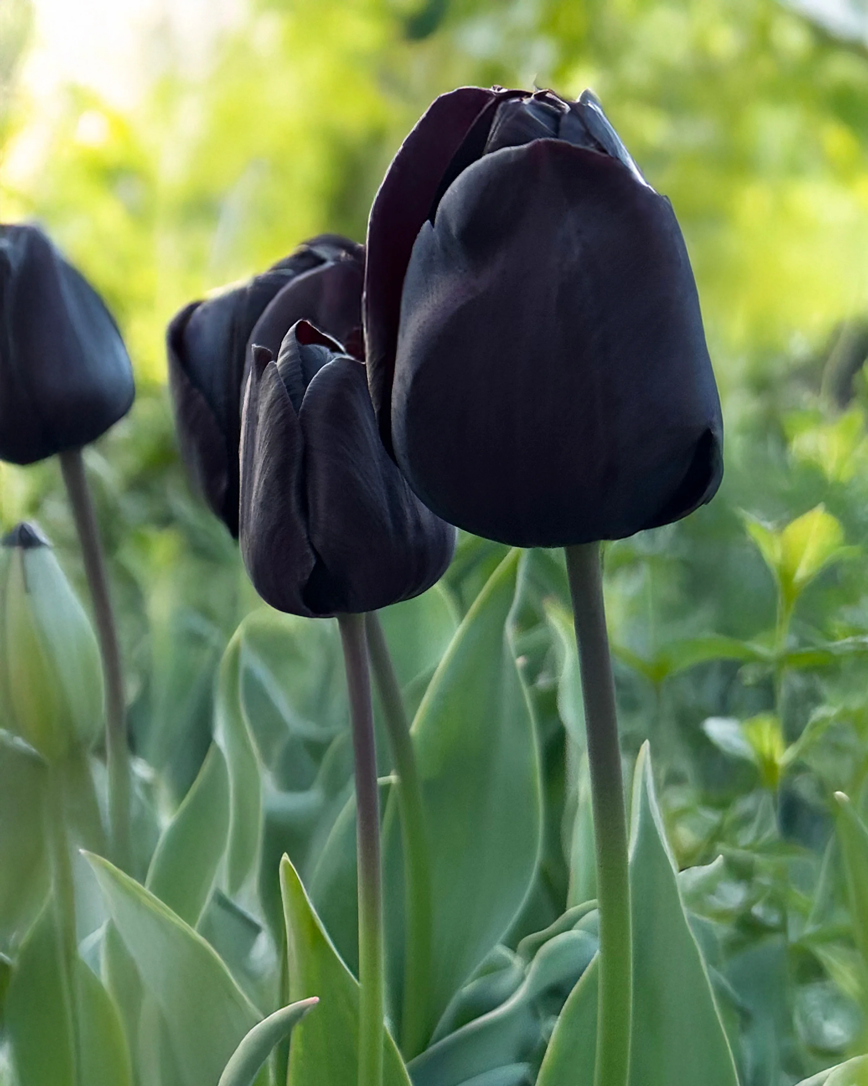 Tulip 'Nightmare' - Image 6