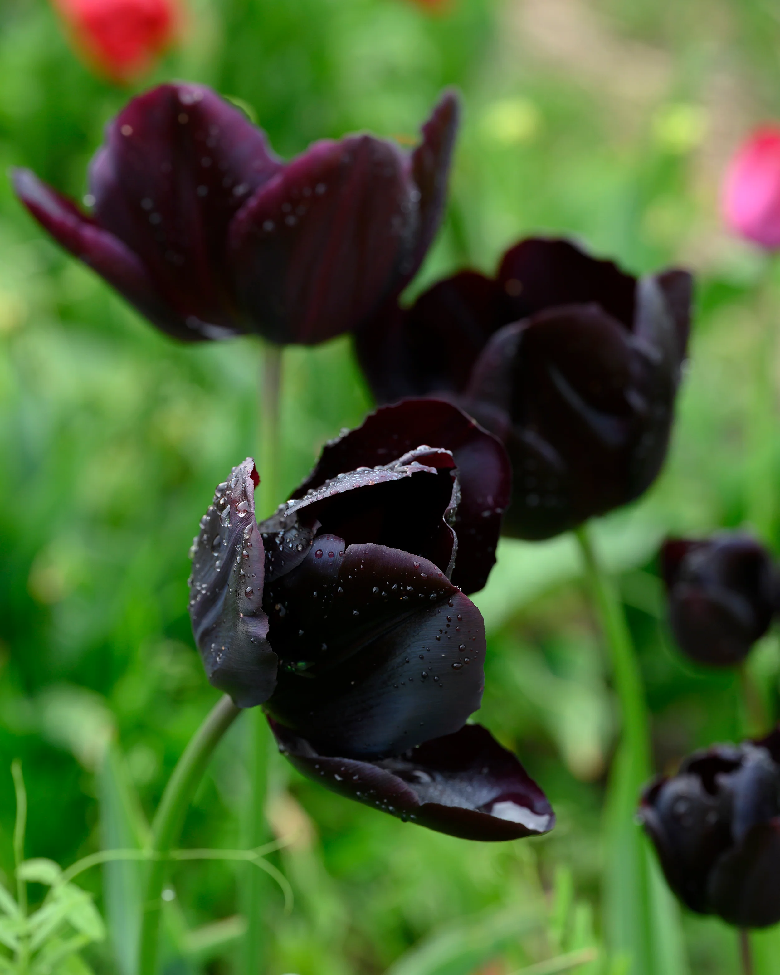 Tulip 'Nightmare' - Image 7