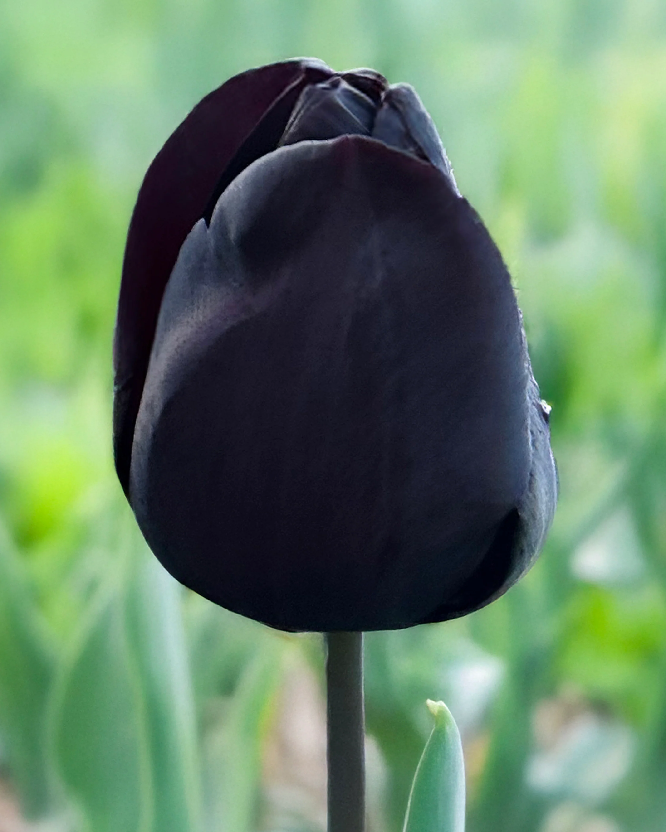 Tulip 'Nightmare' - Image 9