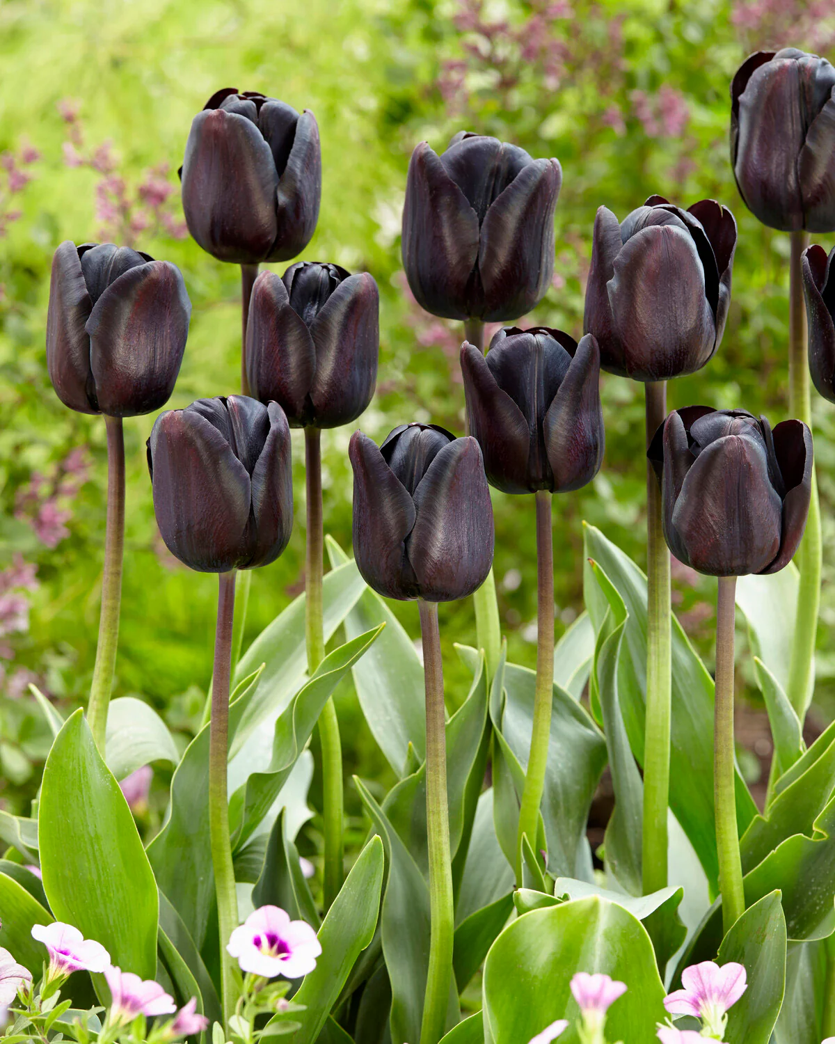Tulip 'Nightwish' - Image 8