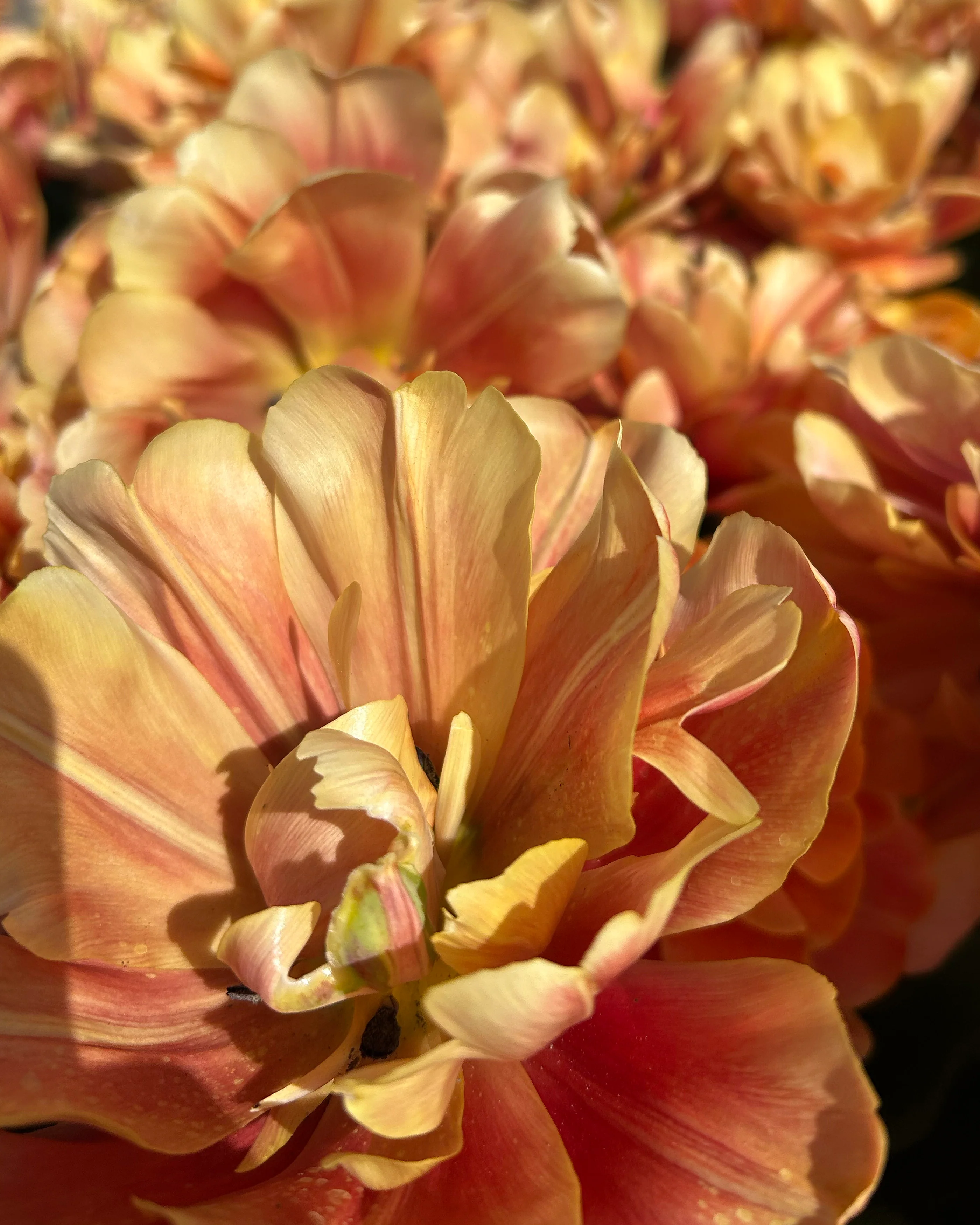 Tulip 'Oakheart' - Image 3