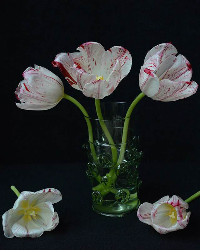 Tulip 'One Direction' - Image 11