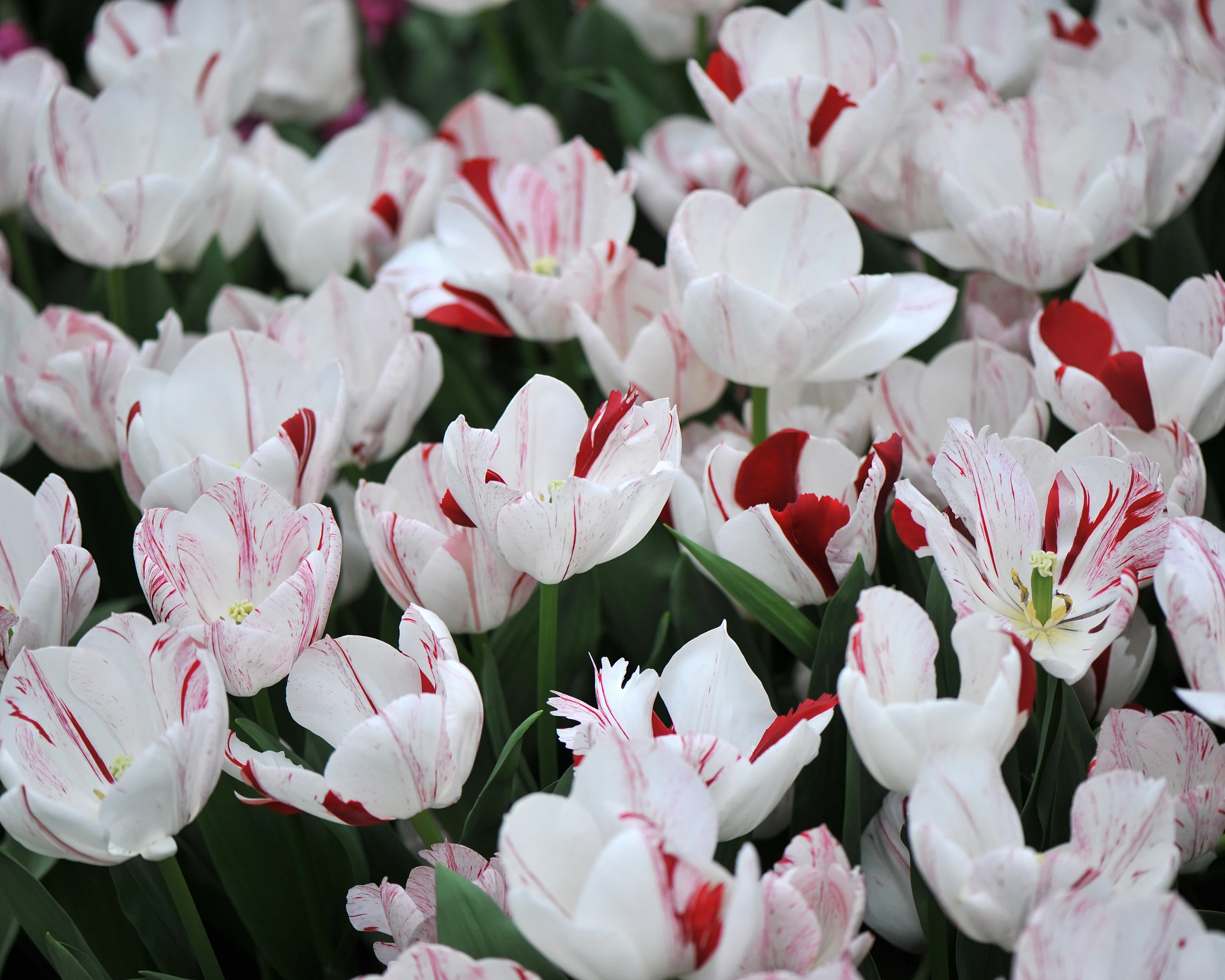 Tulip 'One Direction' - Image 14