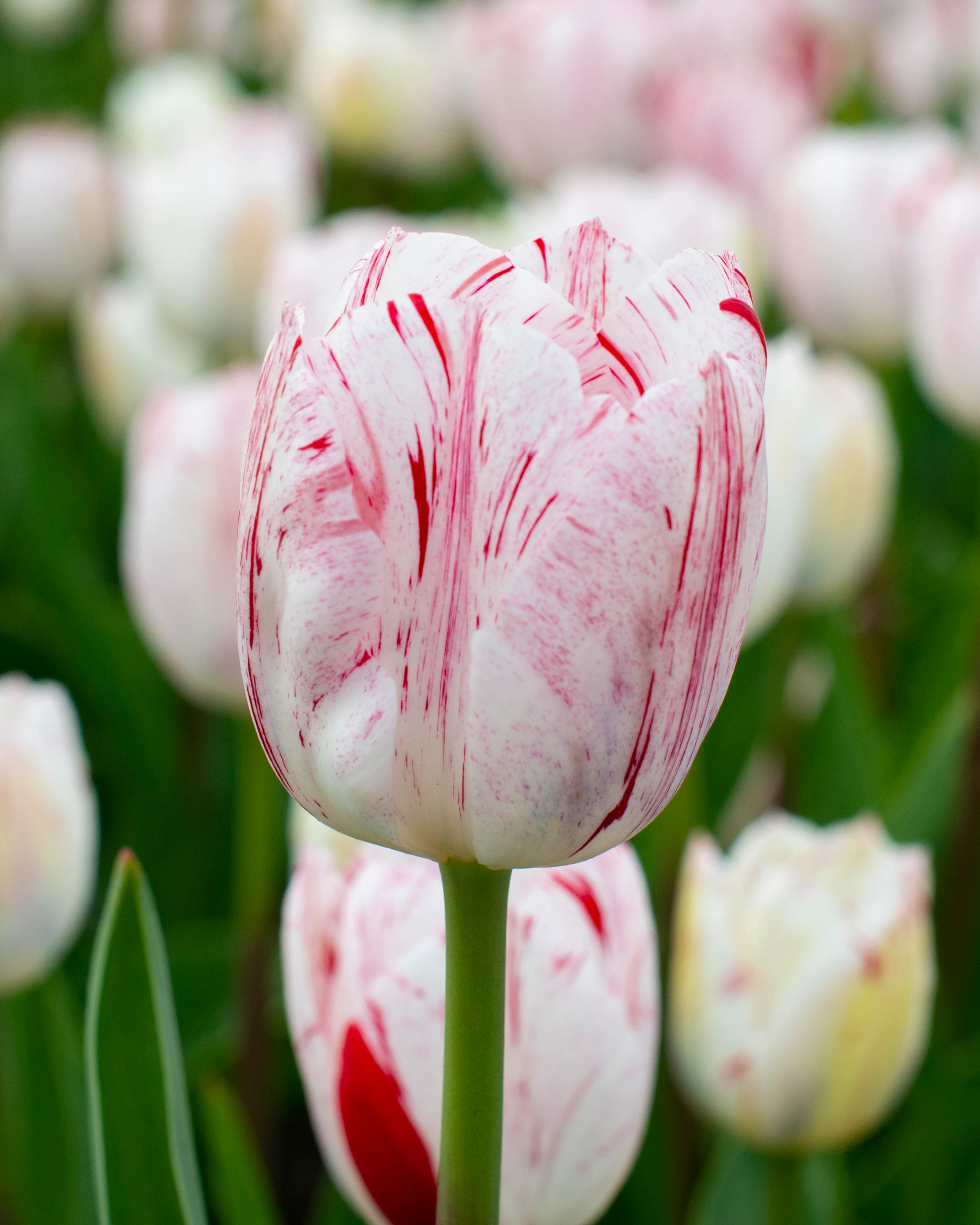 Tulip 'One Direction' - Image 15