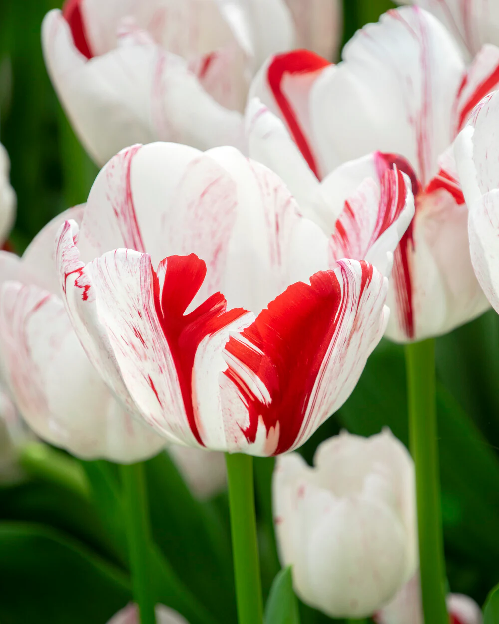 Tulip 'One Direction' - Image 4