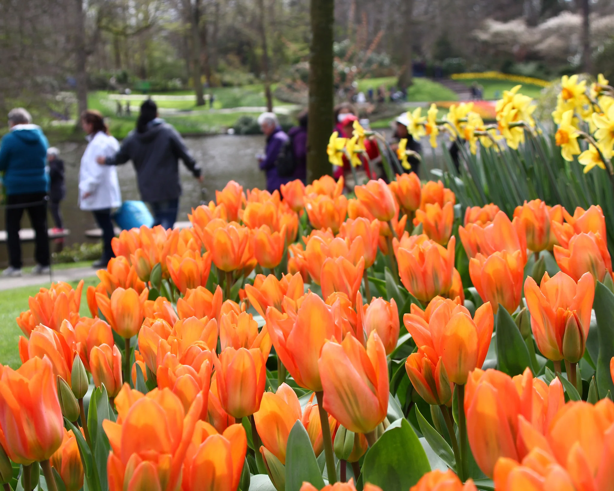 Tulip 'Orange Emperor' - Image 2