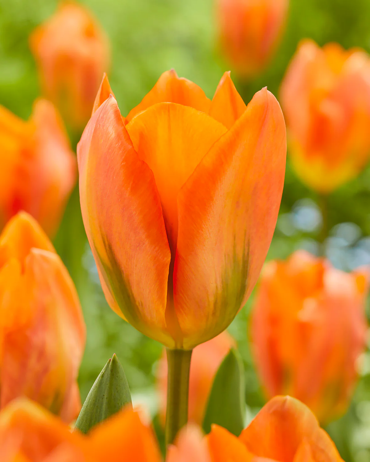 Tulip 'Orange Emperor' - Image 3