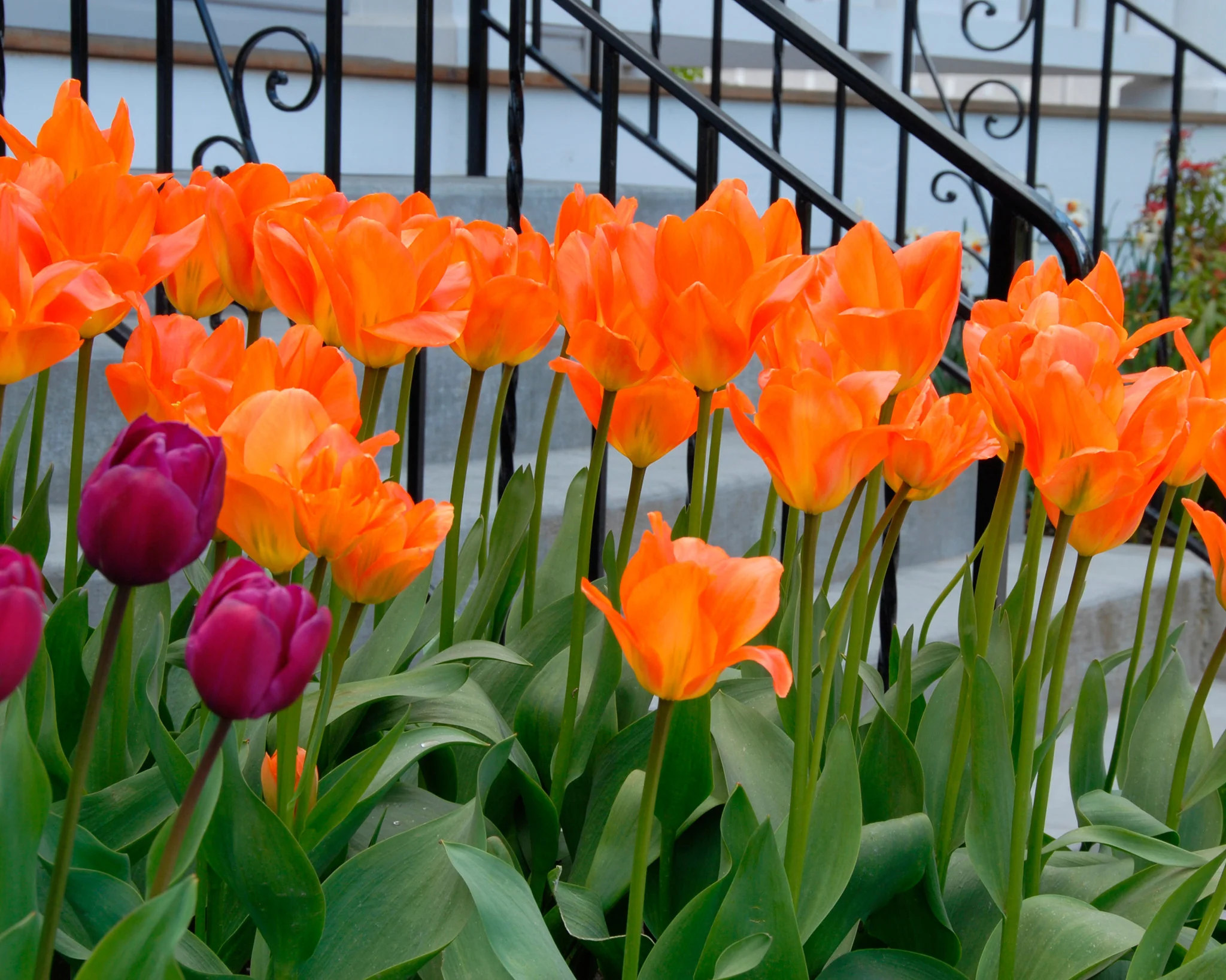 Tulip 'Orange Emperor' - Image 6