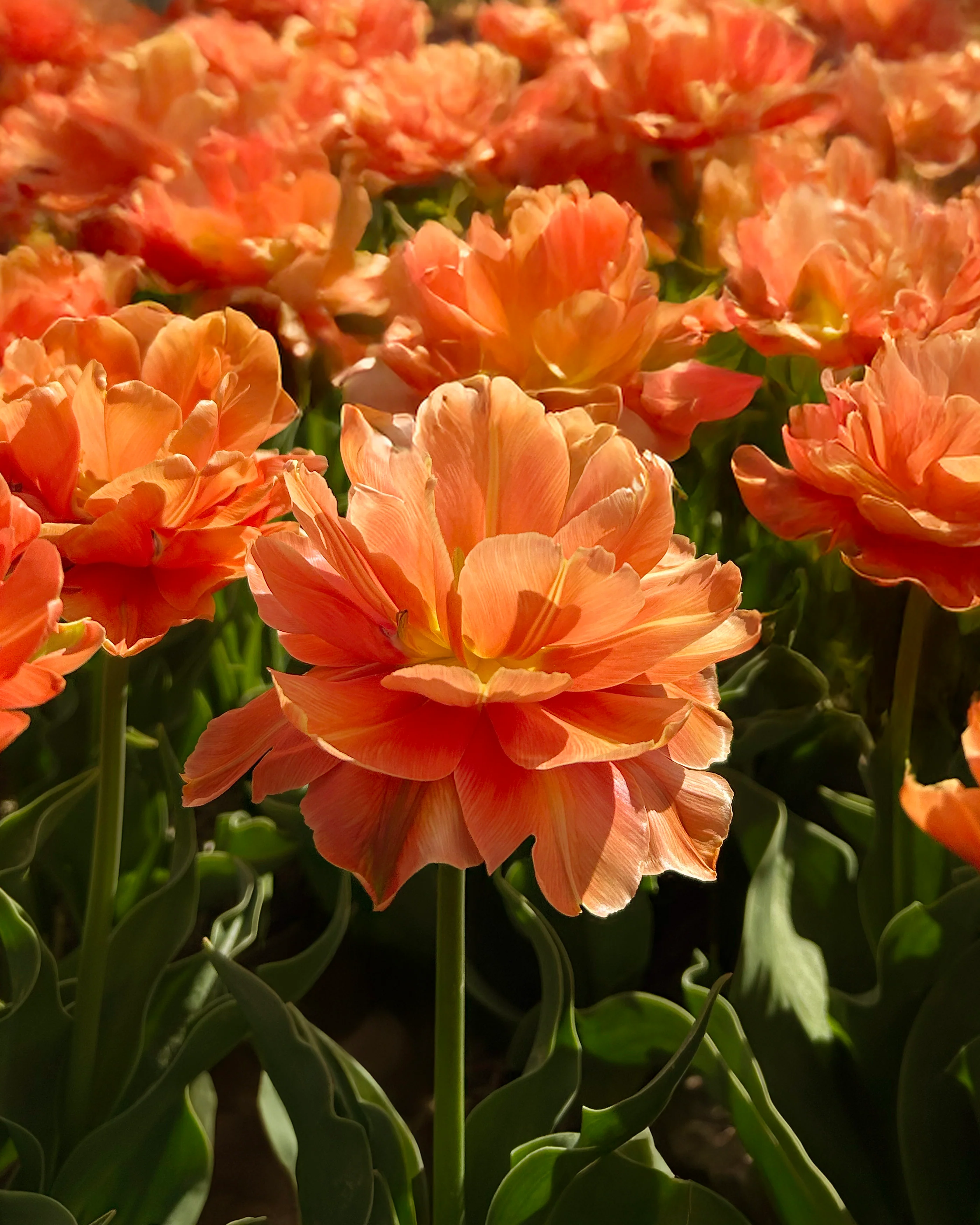 Tulip 'Orange Flavour' - Image 10