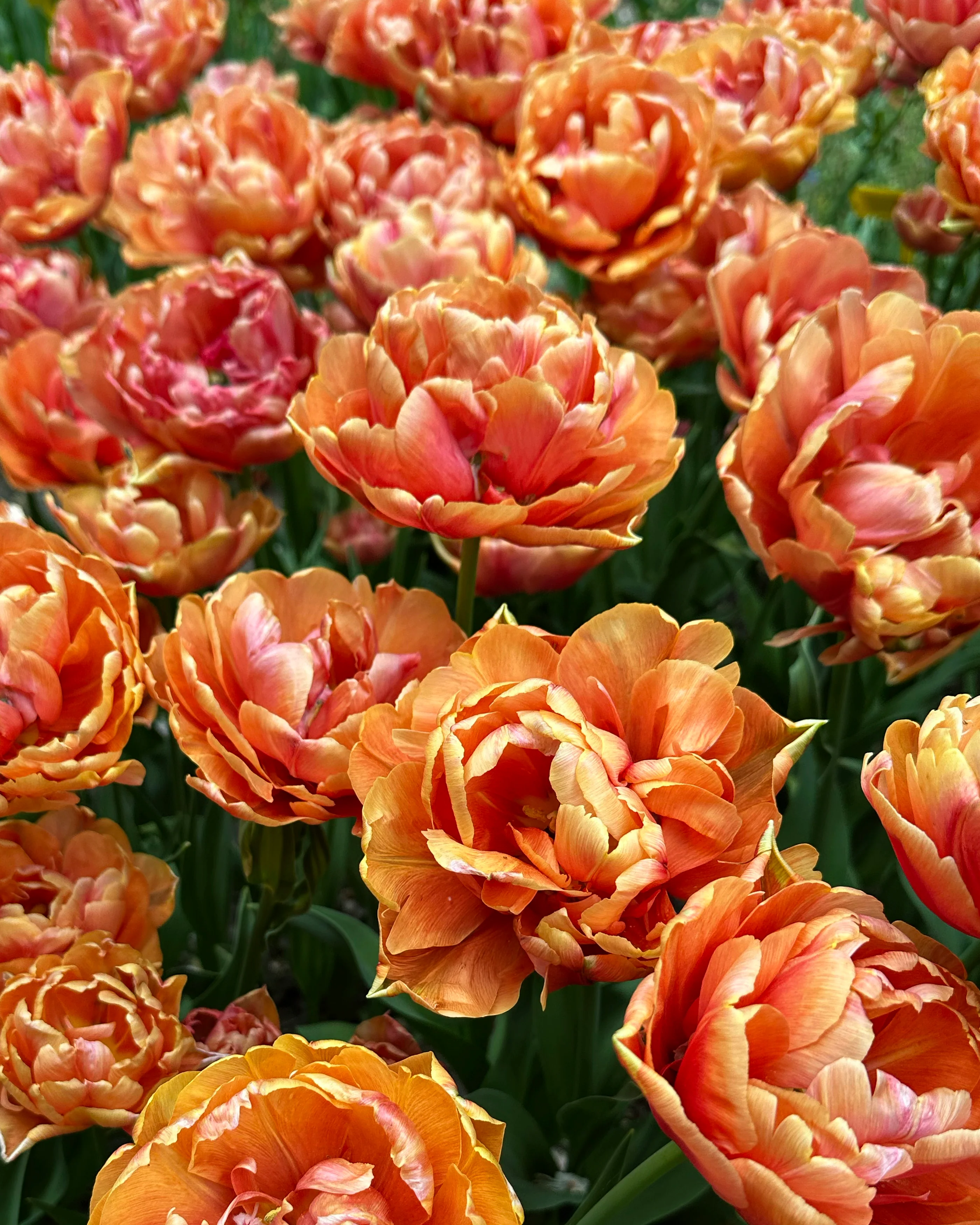 Tulip 'Orange Flavour' - Image 4