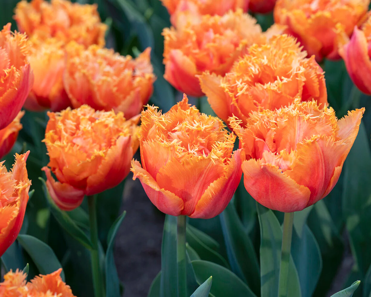 Tulip 'Orange Passion' - Image 3