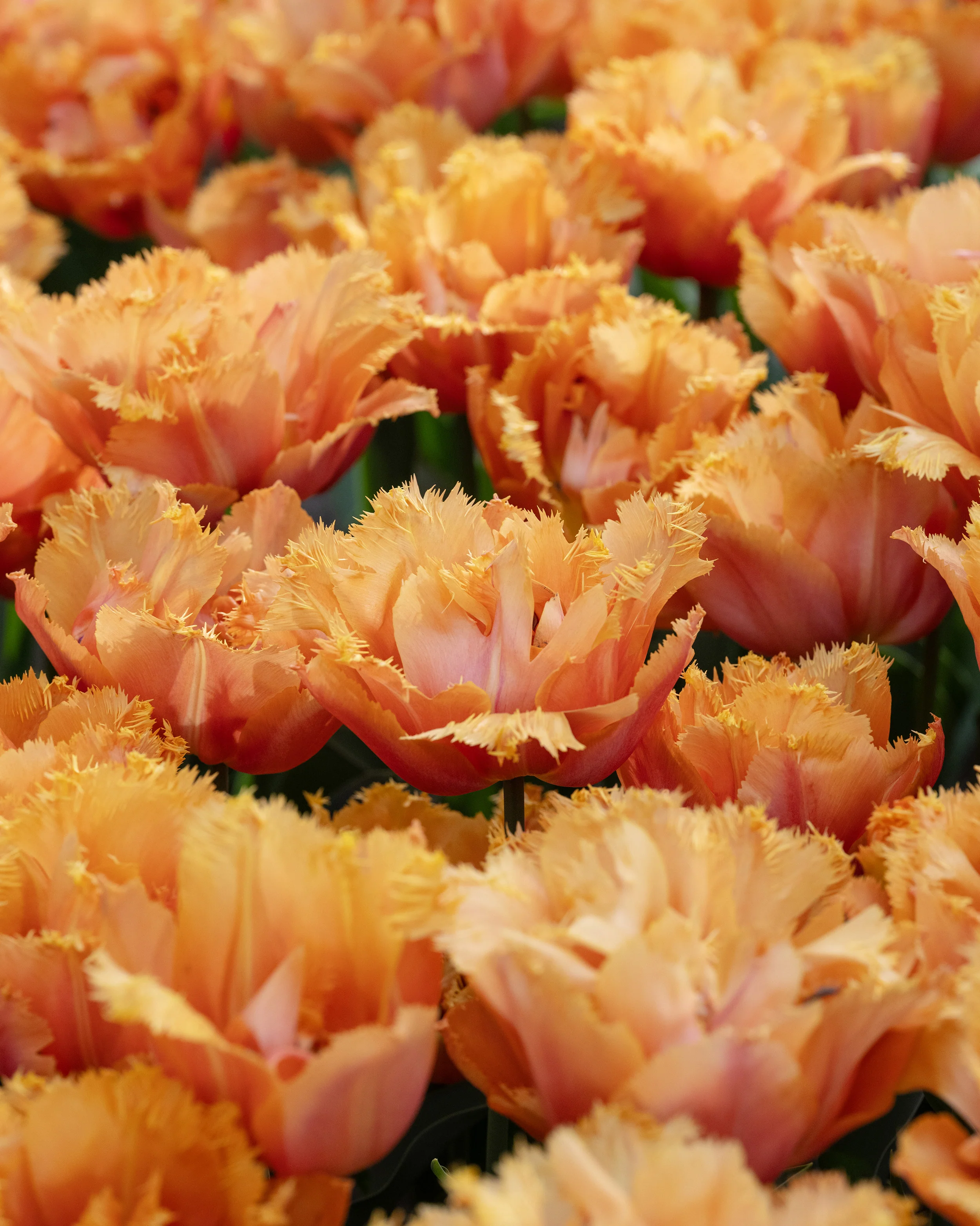 Tulip 'Orange Passion' - Image 6