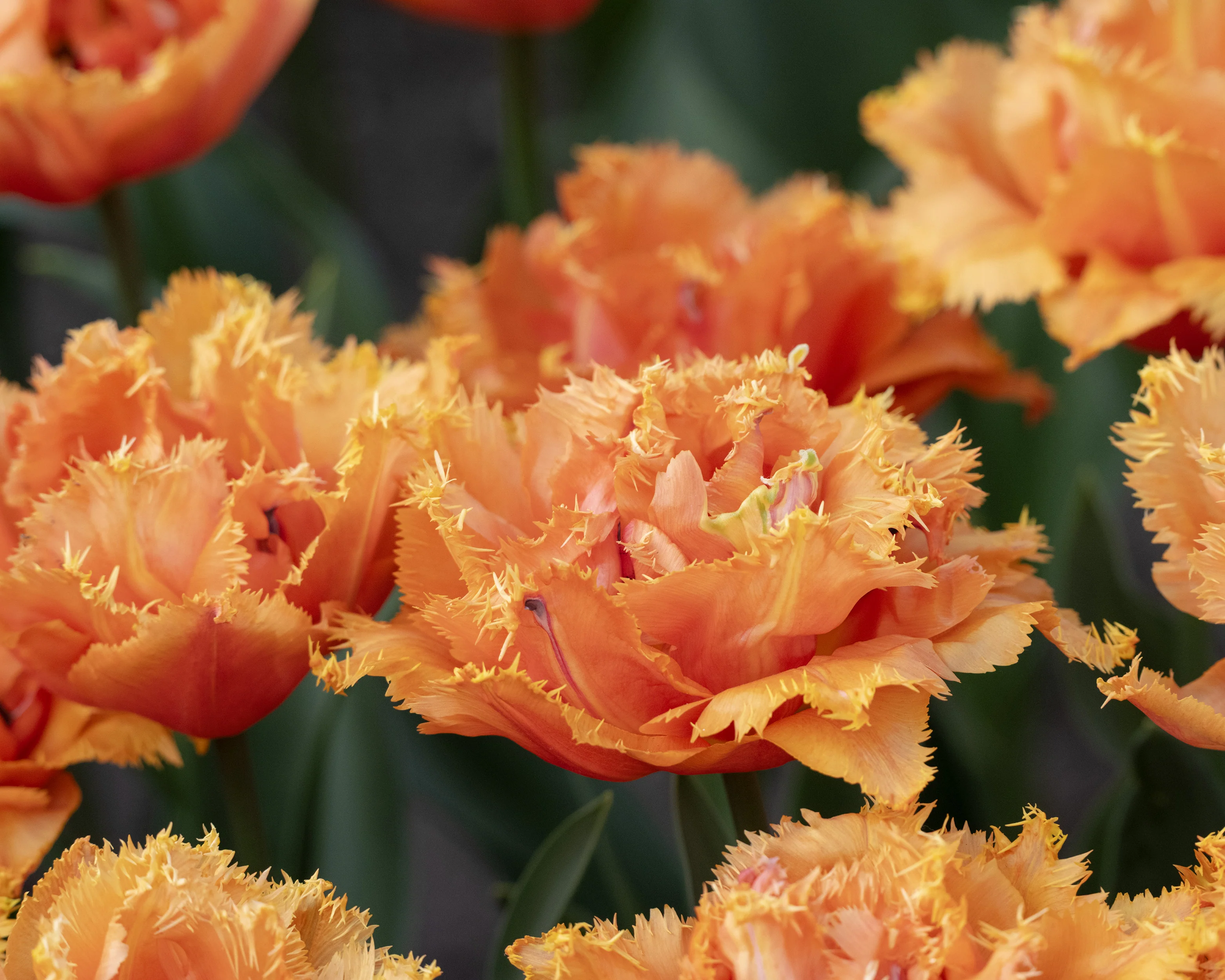 Tulip 'Orange Passion' - Image 7