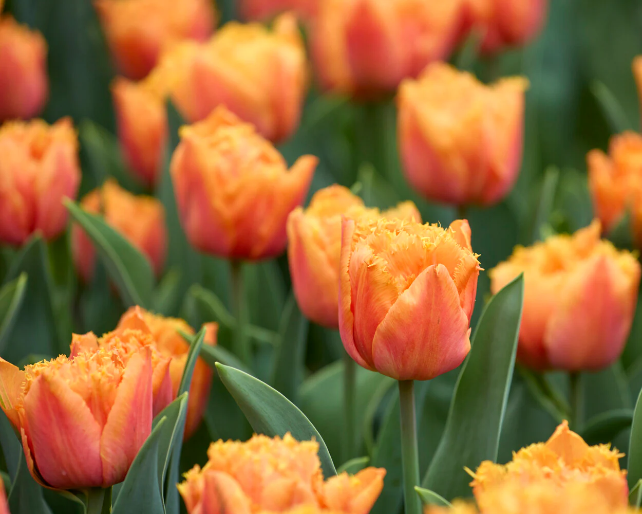 Tulip 'Orange Passion' - Image 8
