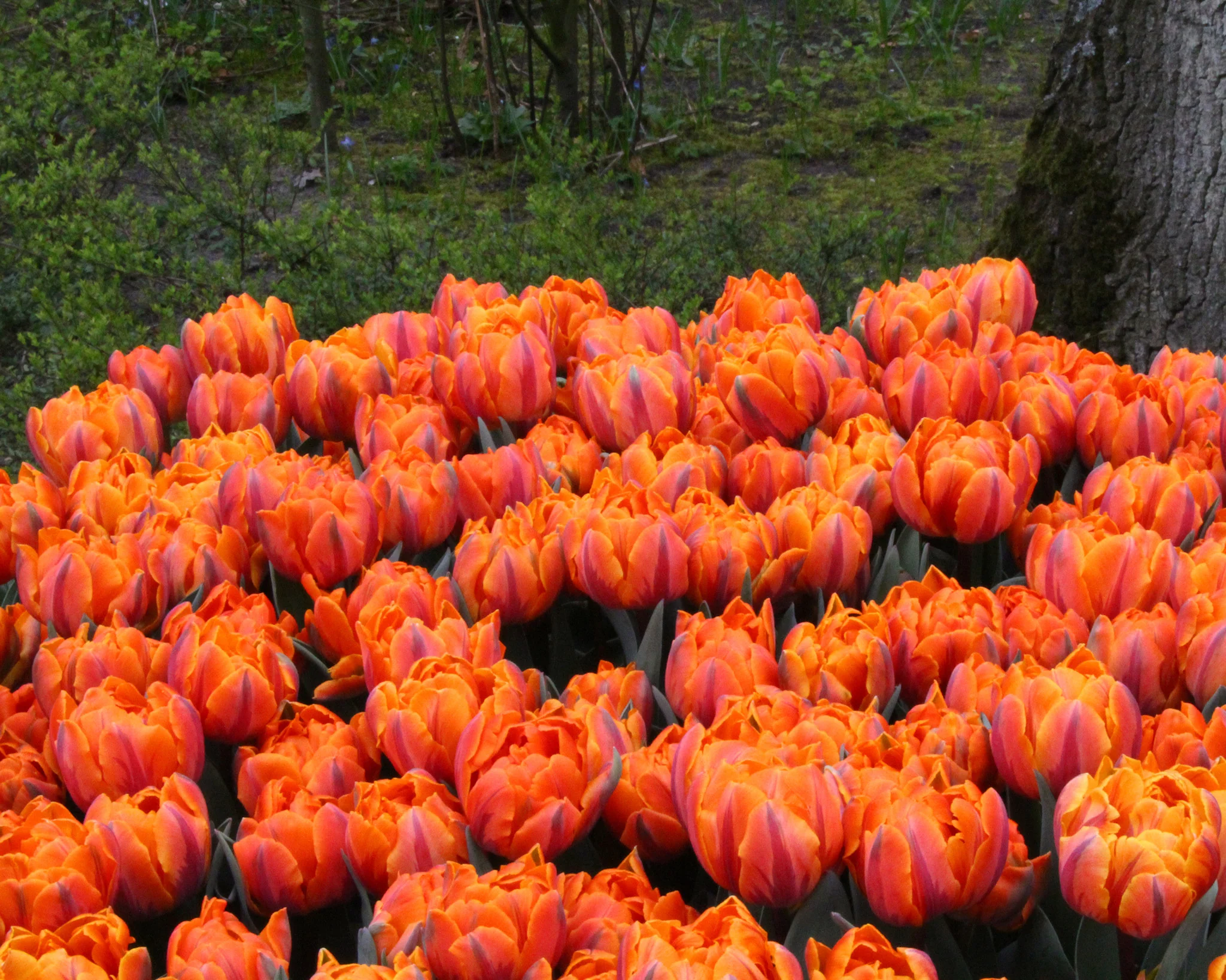 Tulip 'Orange Princess' - Image 3