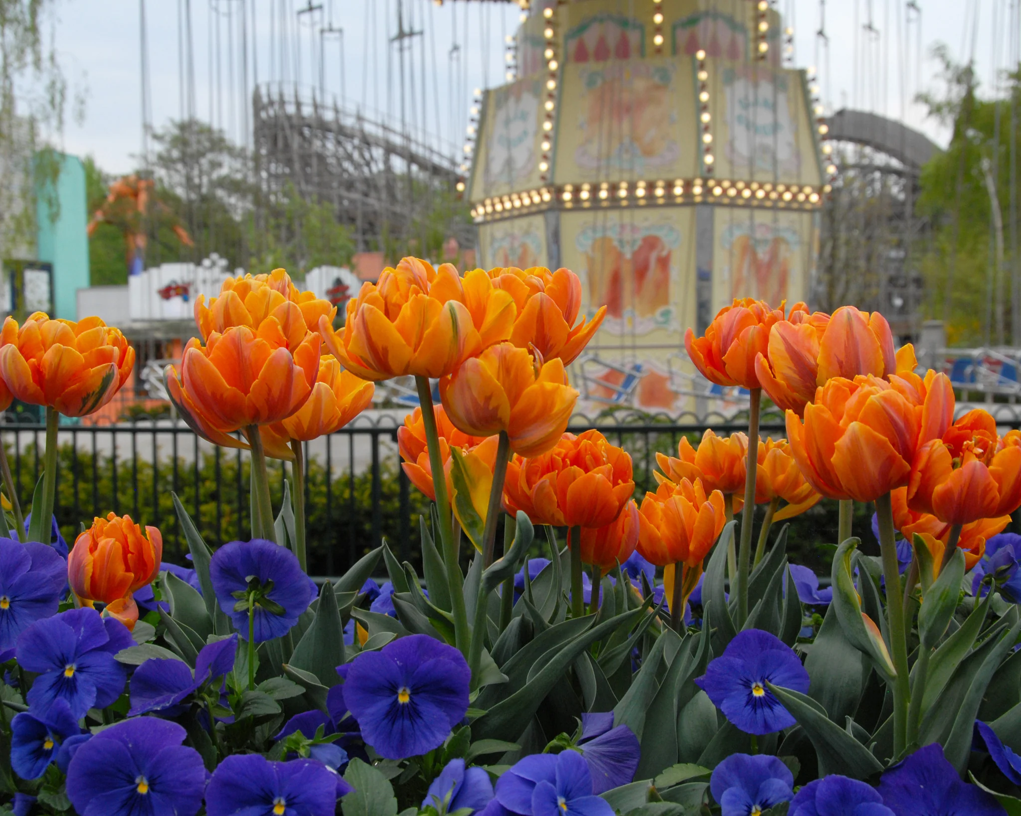 Tulip 'Orange Princess' - Image 4