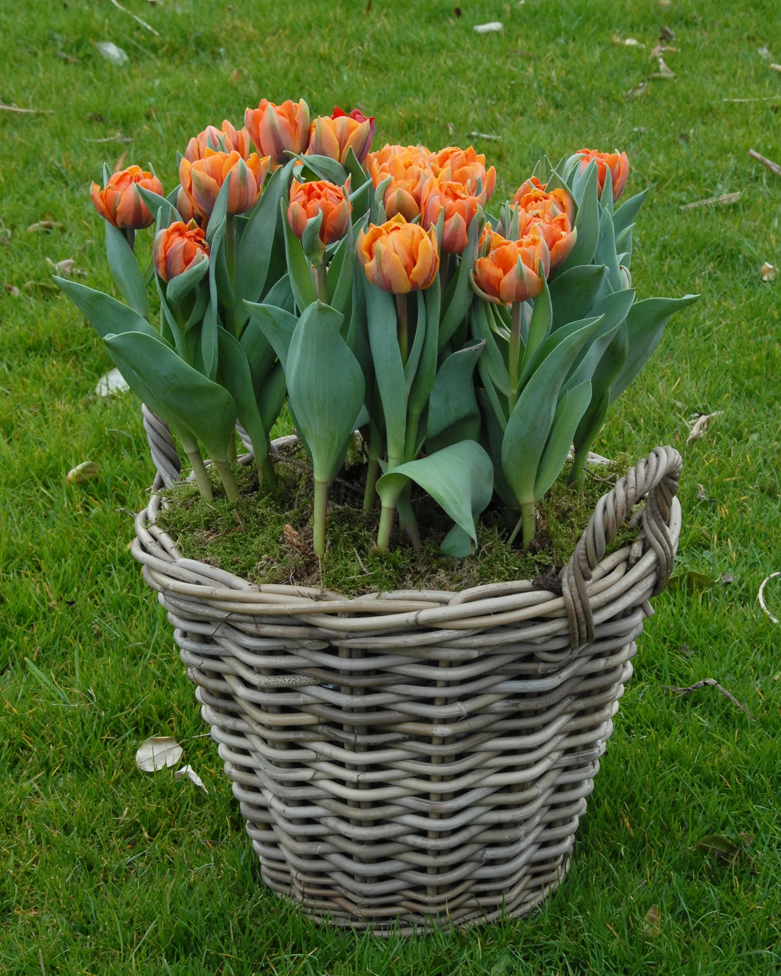 Tulip 'Orange Princess' - Image 5