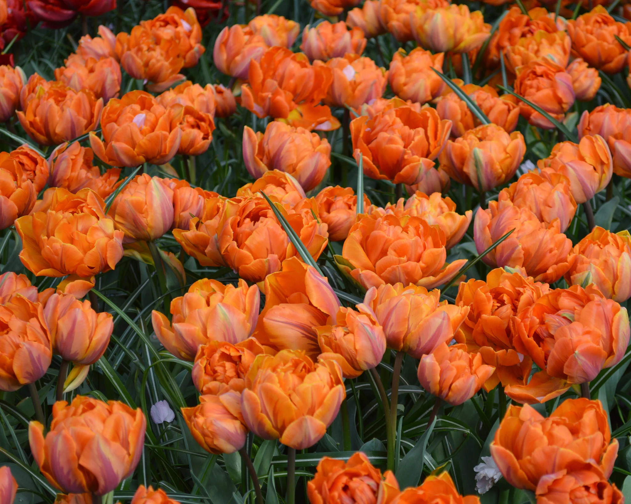 Tulip 'Orange Princess' - Image 7